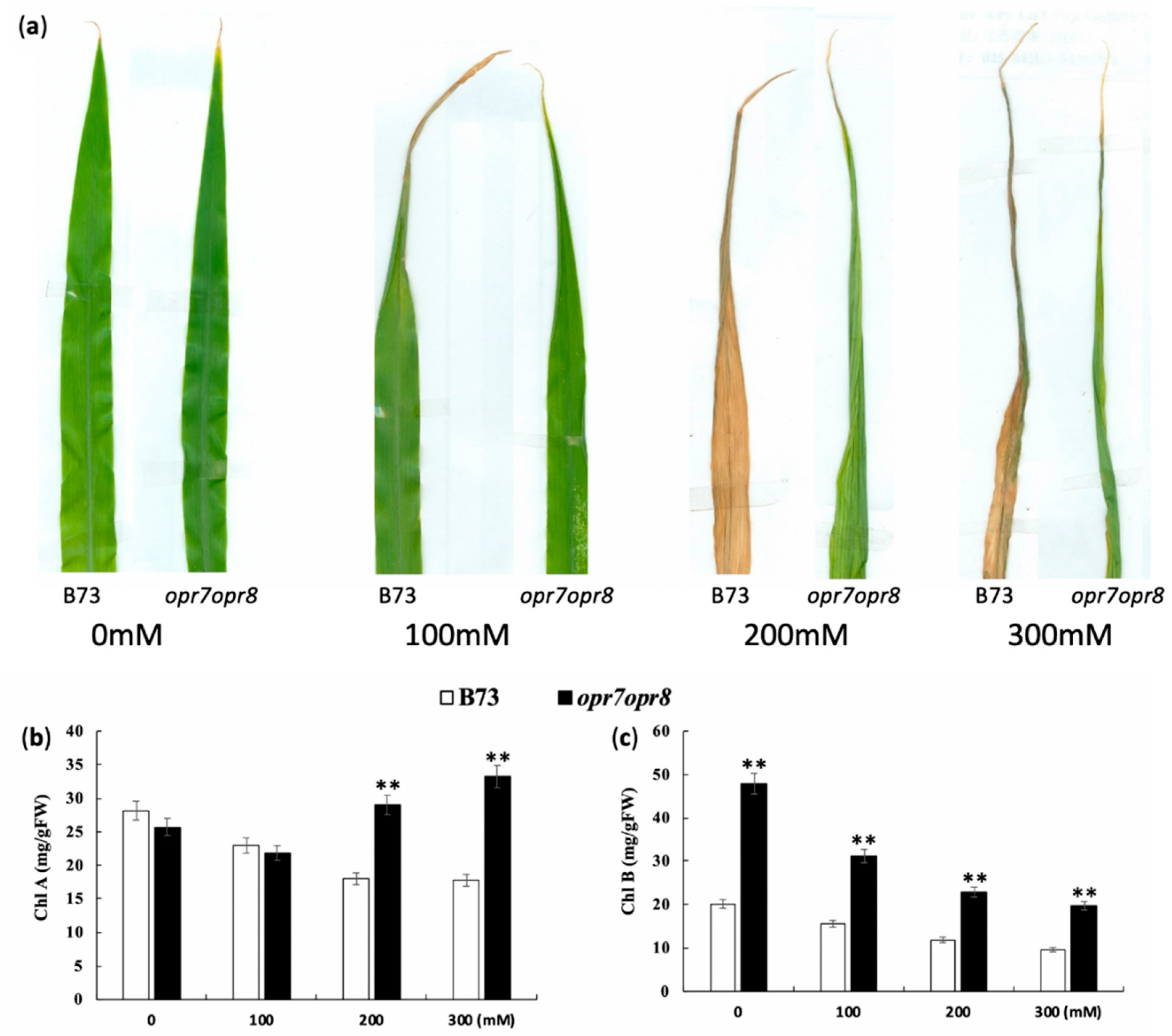 Ijms 20 06202 g002 Ijms 20 06202 g002