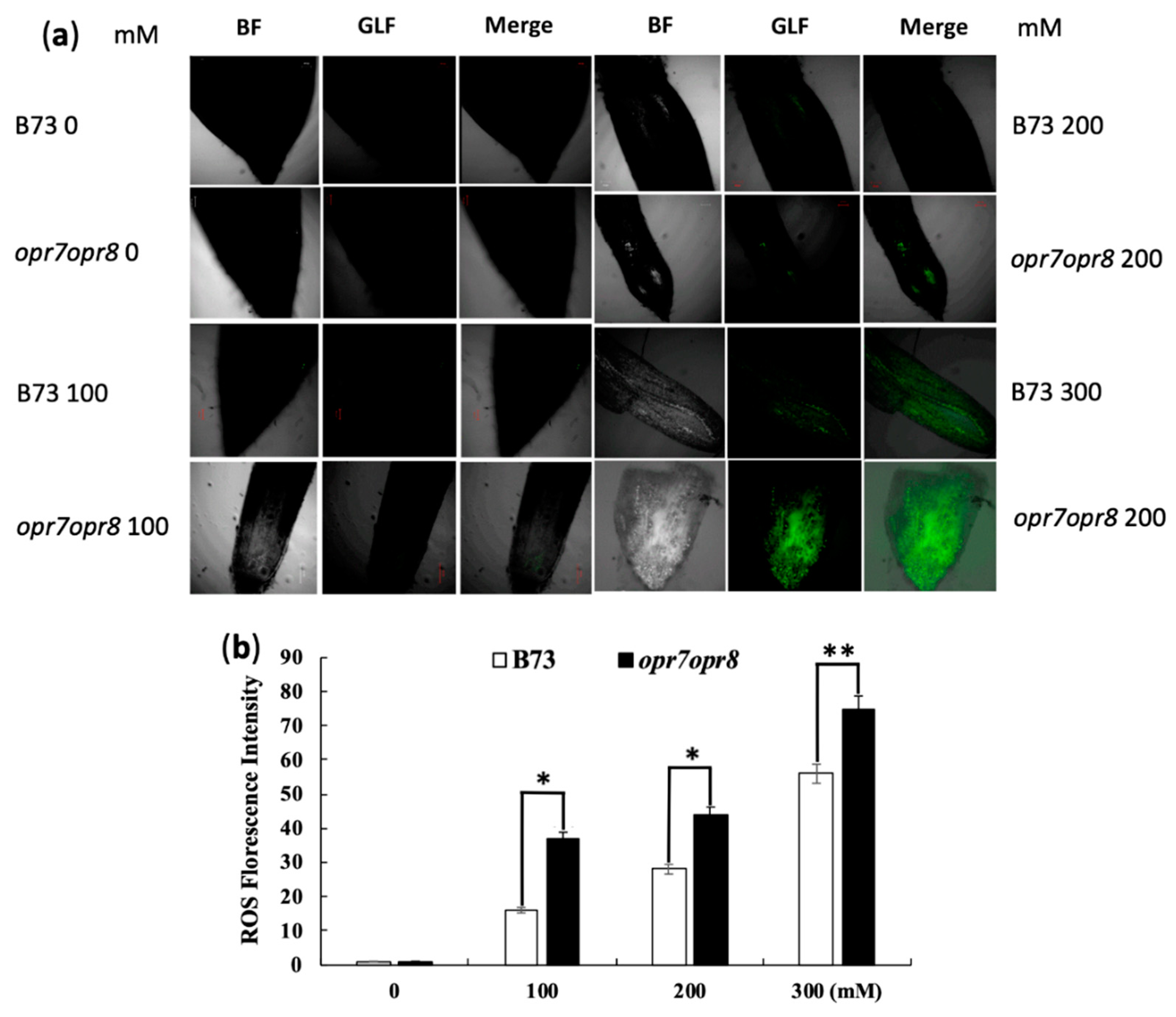 Ijms 20 06202 g005 Ijms 20 06202 g005