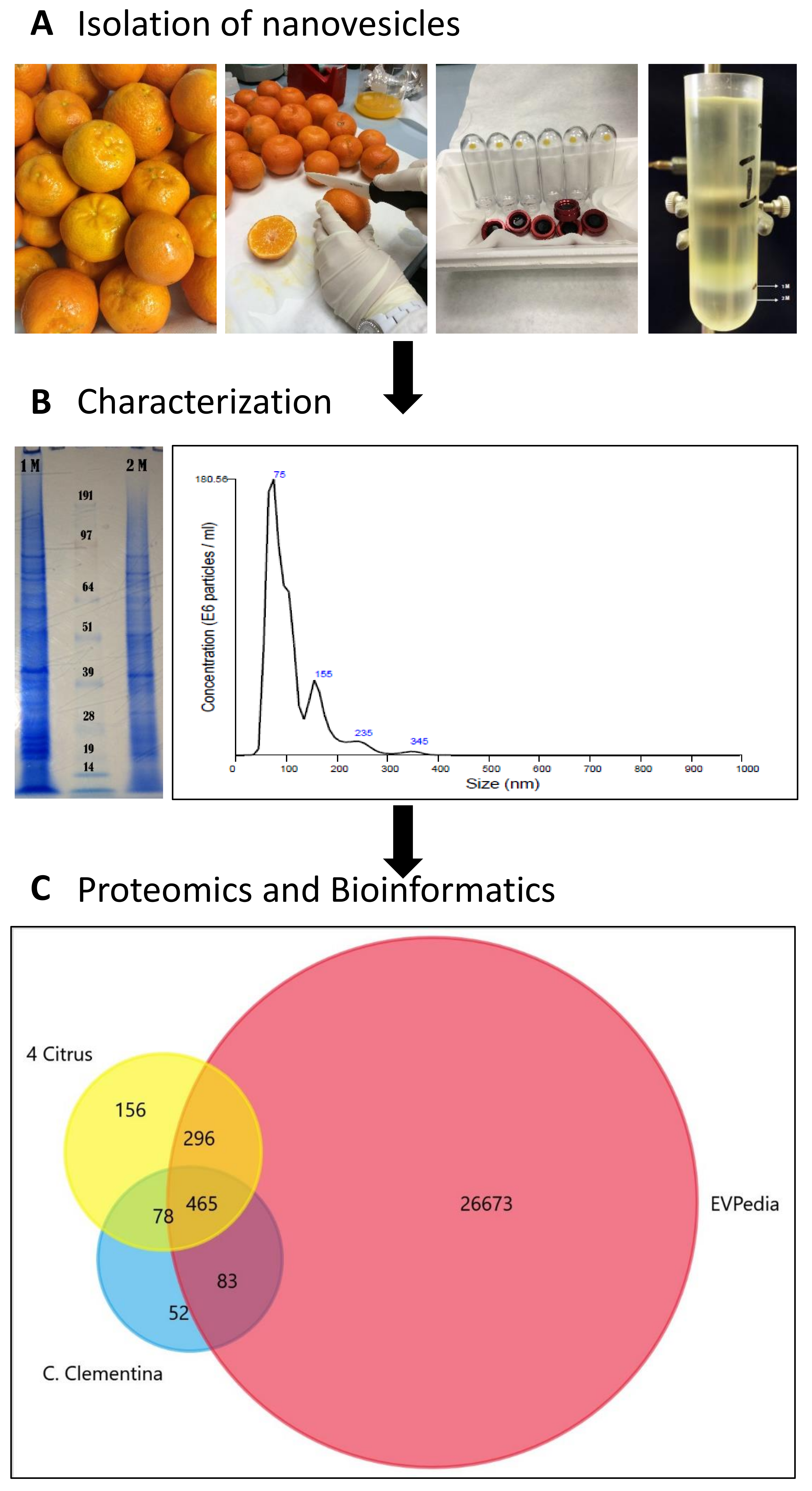 Ijms 20 06205 g001 Ijms 20 06205 g001