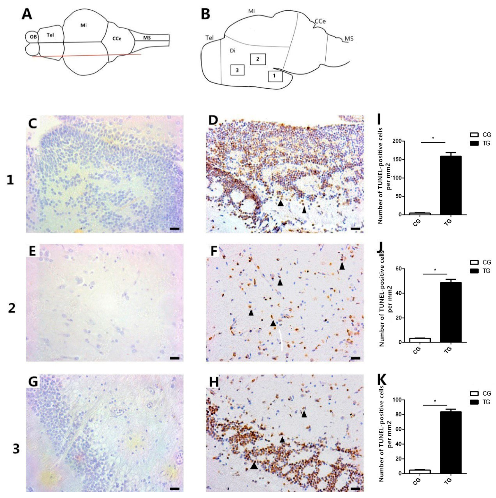 Ijms 20 06206 g006 Ijms 20 06206 g006