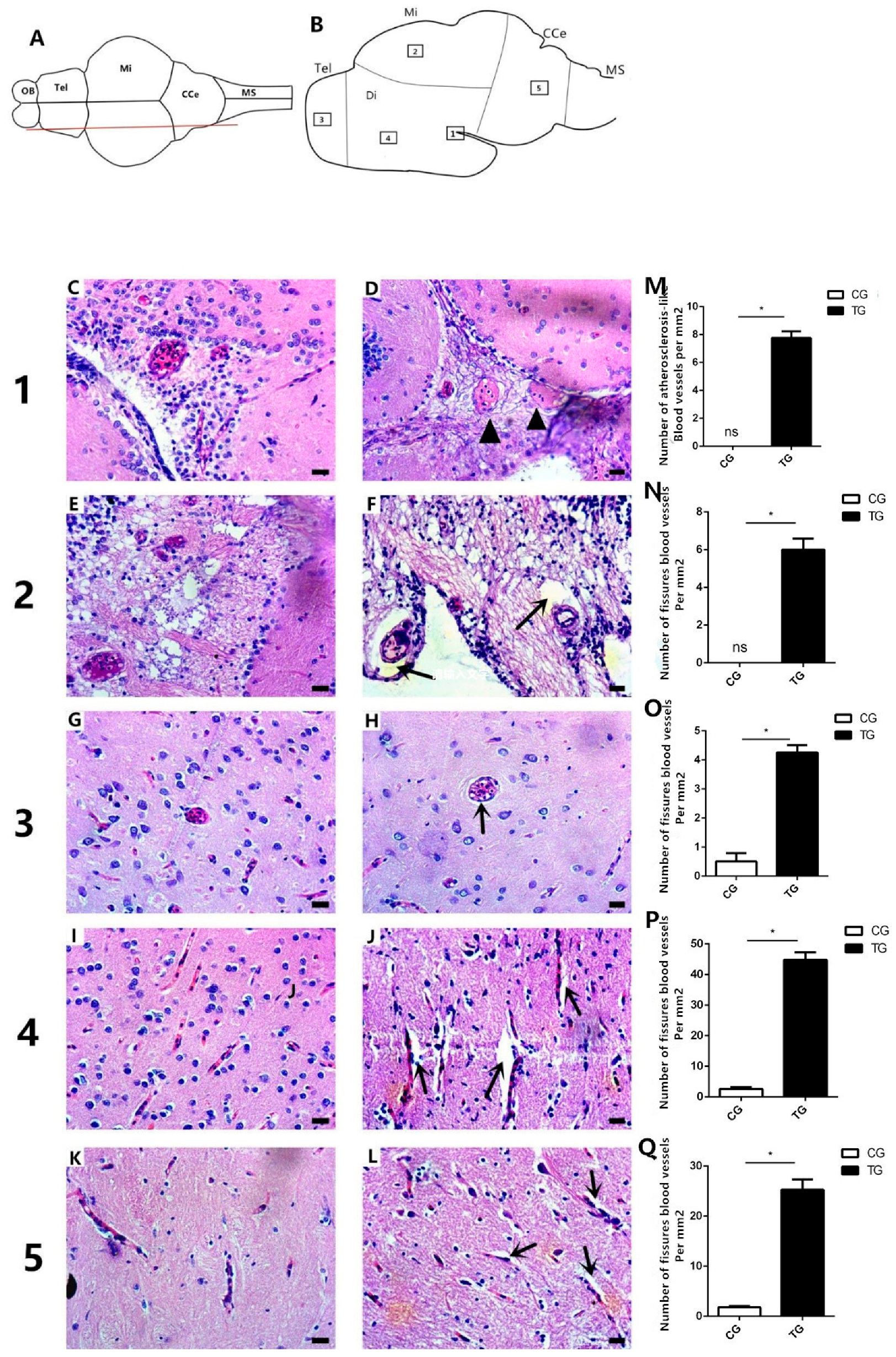 Ijms 20 06206 g007 Ijms 20 06206 g007