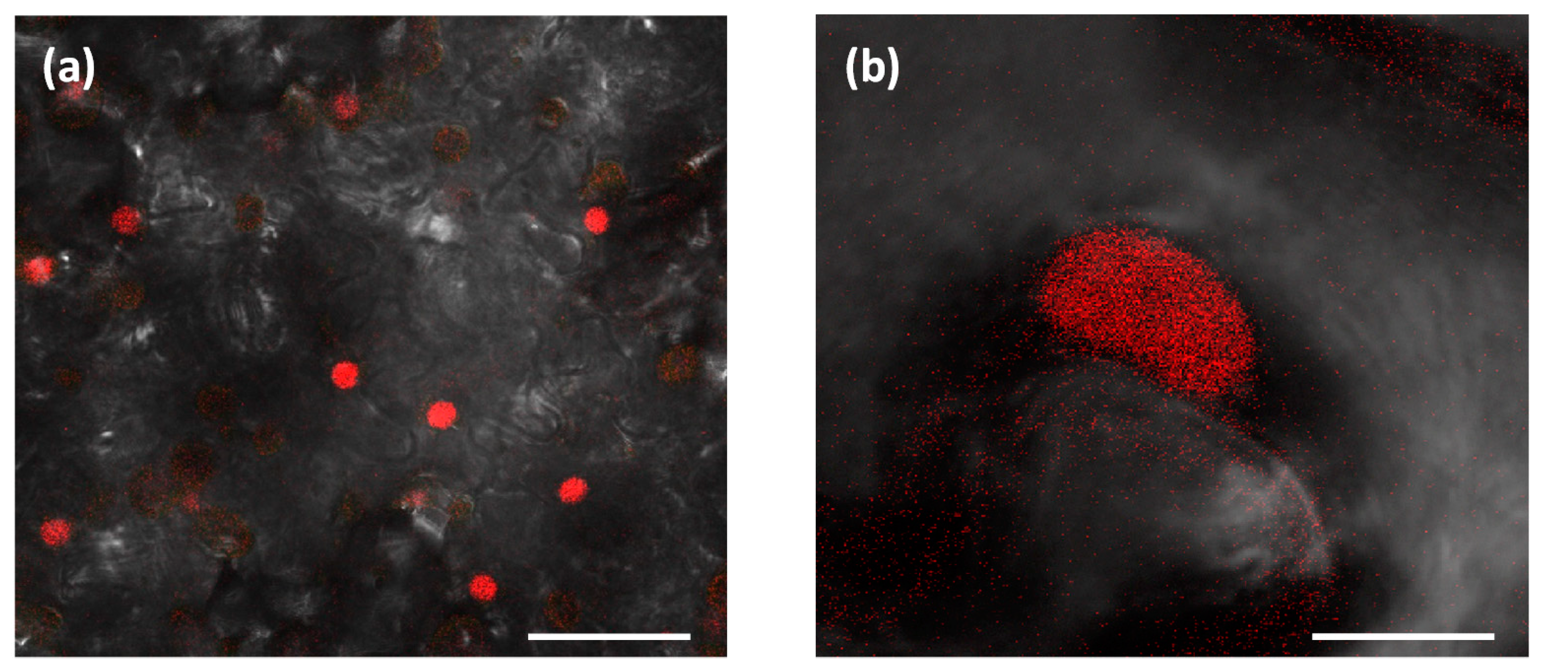 Ijms 20 06209 g001 Ijms 20 06209 g001