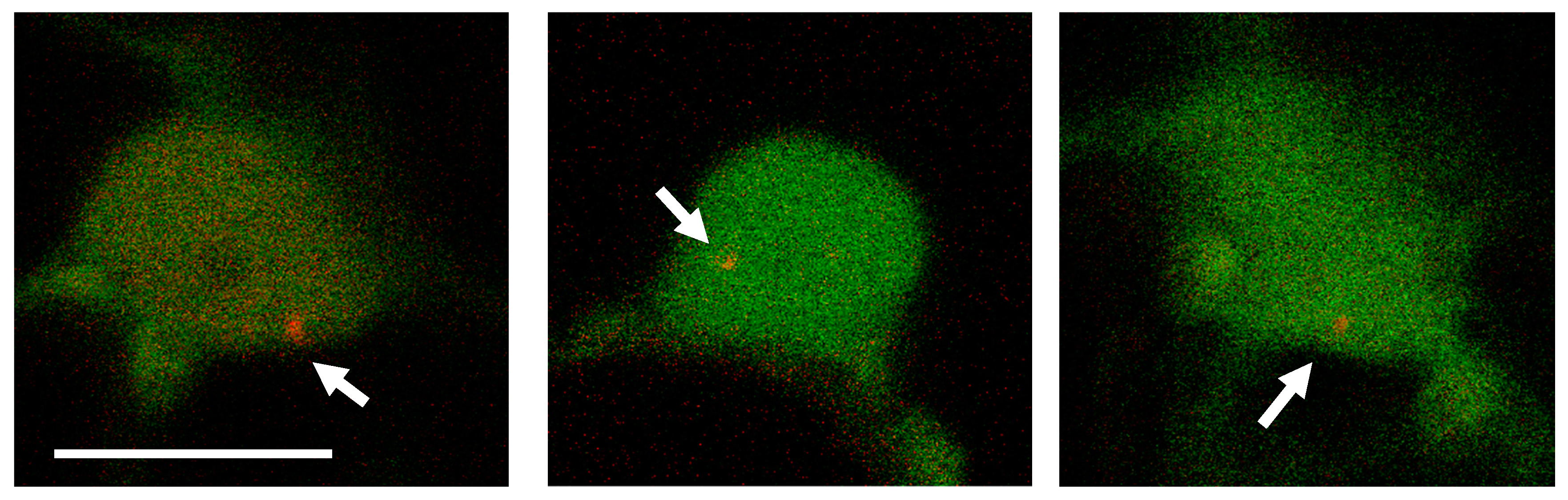 Ijms 20 06209 g003 Ijms 20 06209 g003