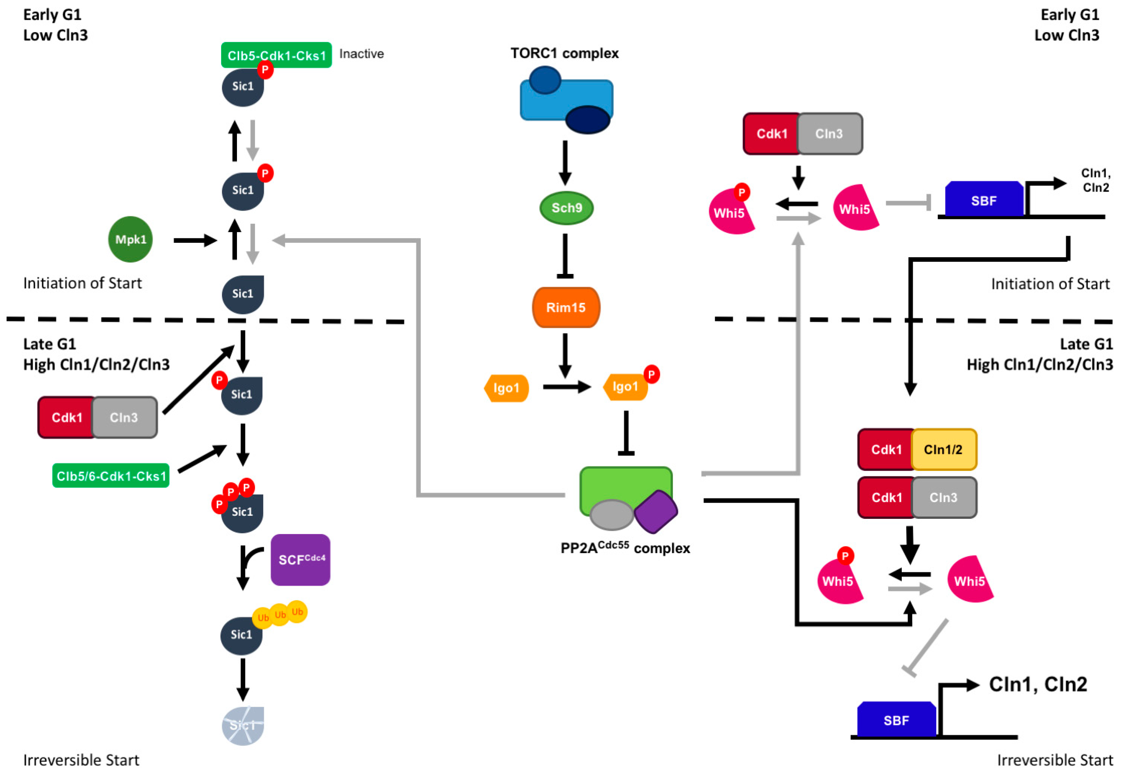 Ijms 20 06228 g004 Ijms 20 06228 g004