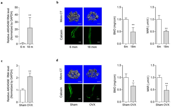 Silencing of lncRNA AK045490 Promotes Osteoblast