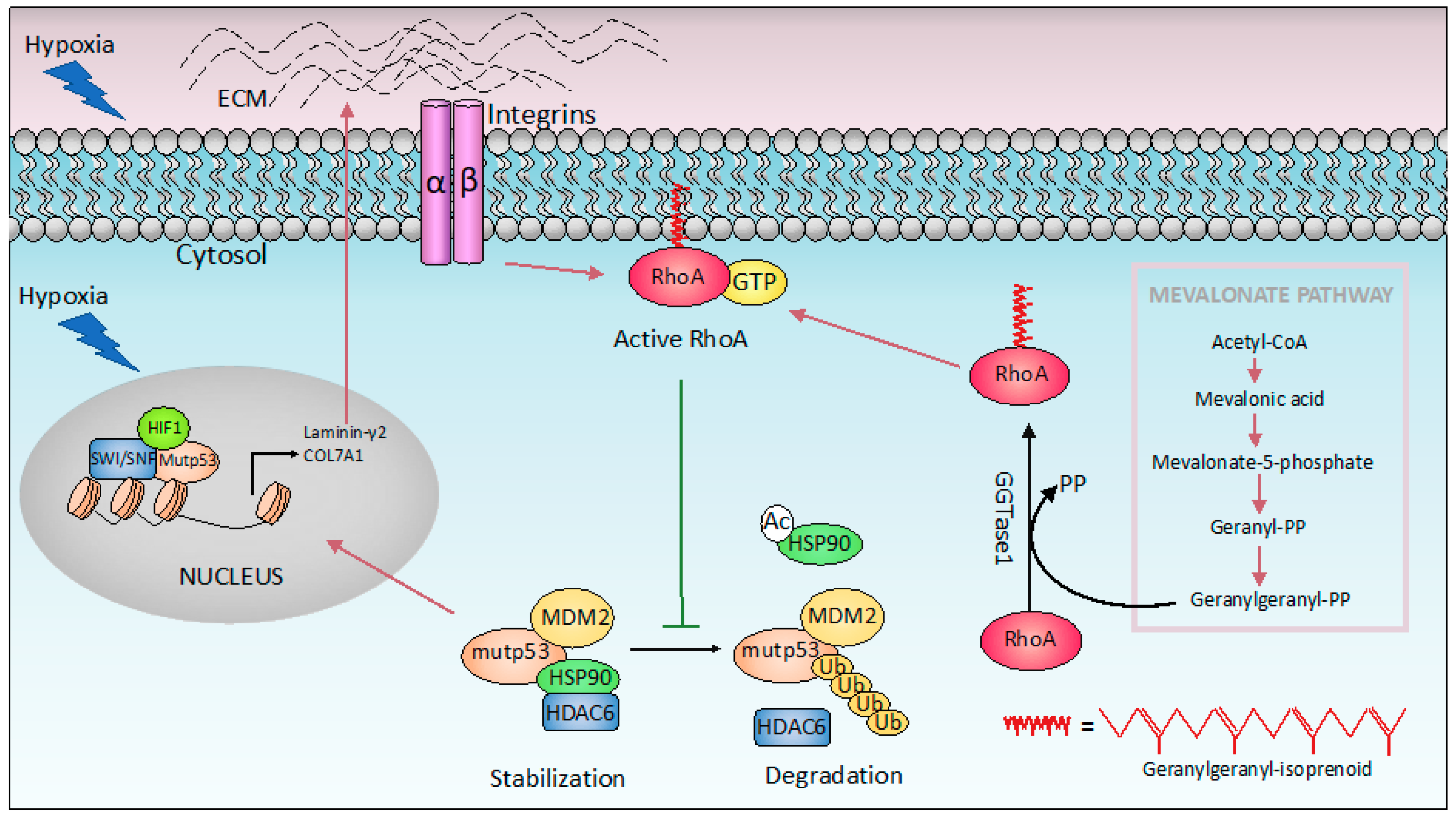 Ijms 20 06241 g003 Ijms 20 06241 g003