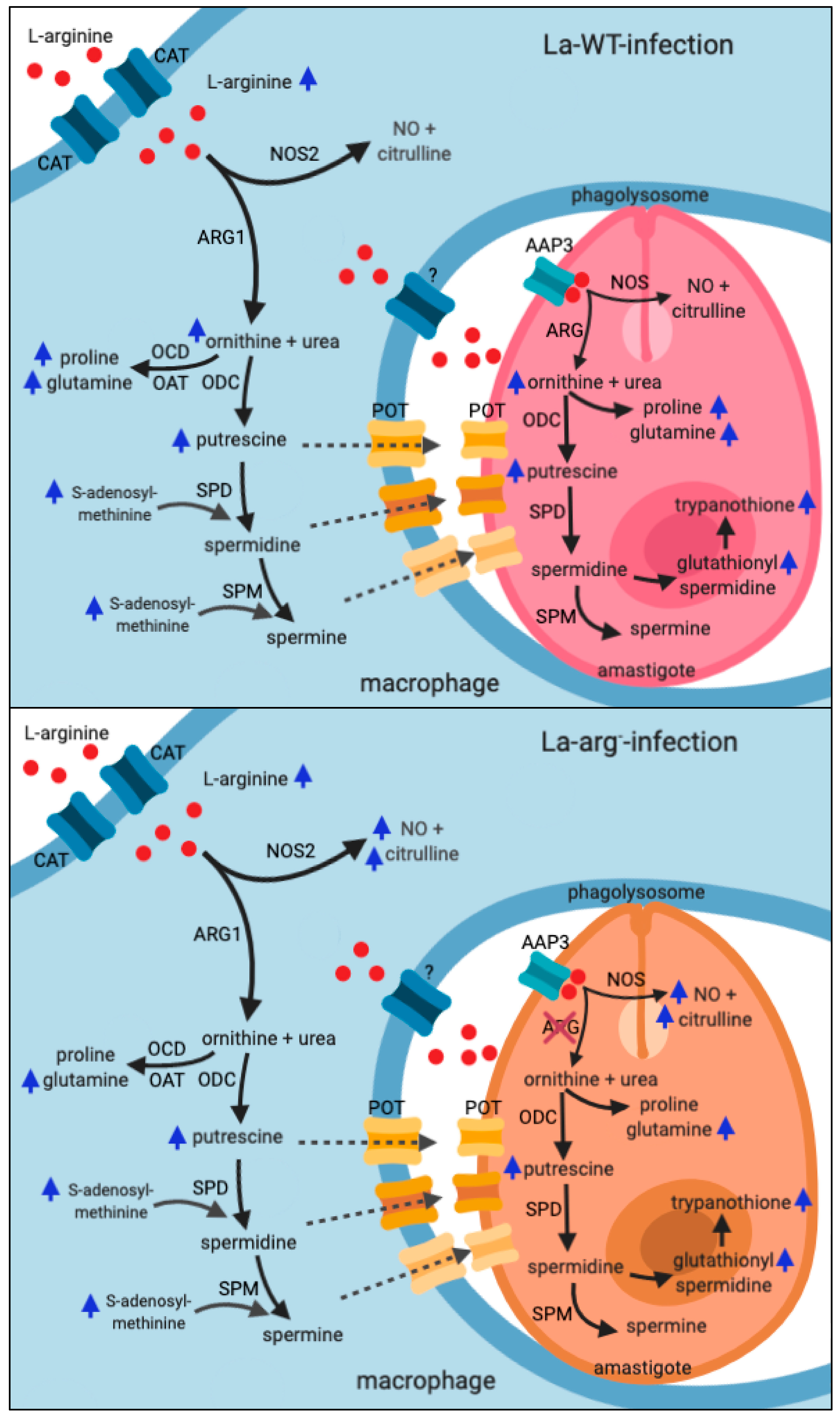 Ijms Free Full Text Metabolomic Profile Of Balb C Macrophages Infected With Leishmania Amazonensis Deciphering L Arginine Metabolism Html