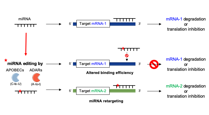 Ijms Free Full Text Deciphering Mirnas Action Through Mirna Editing Html