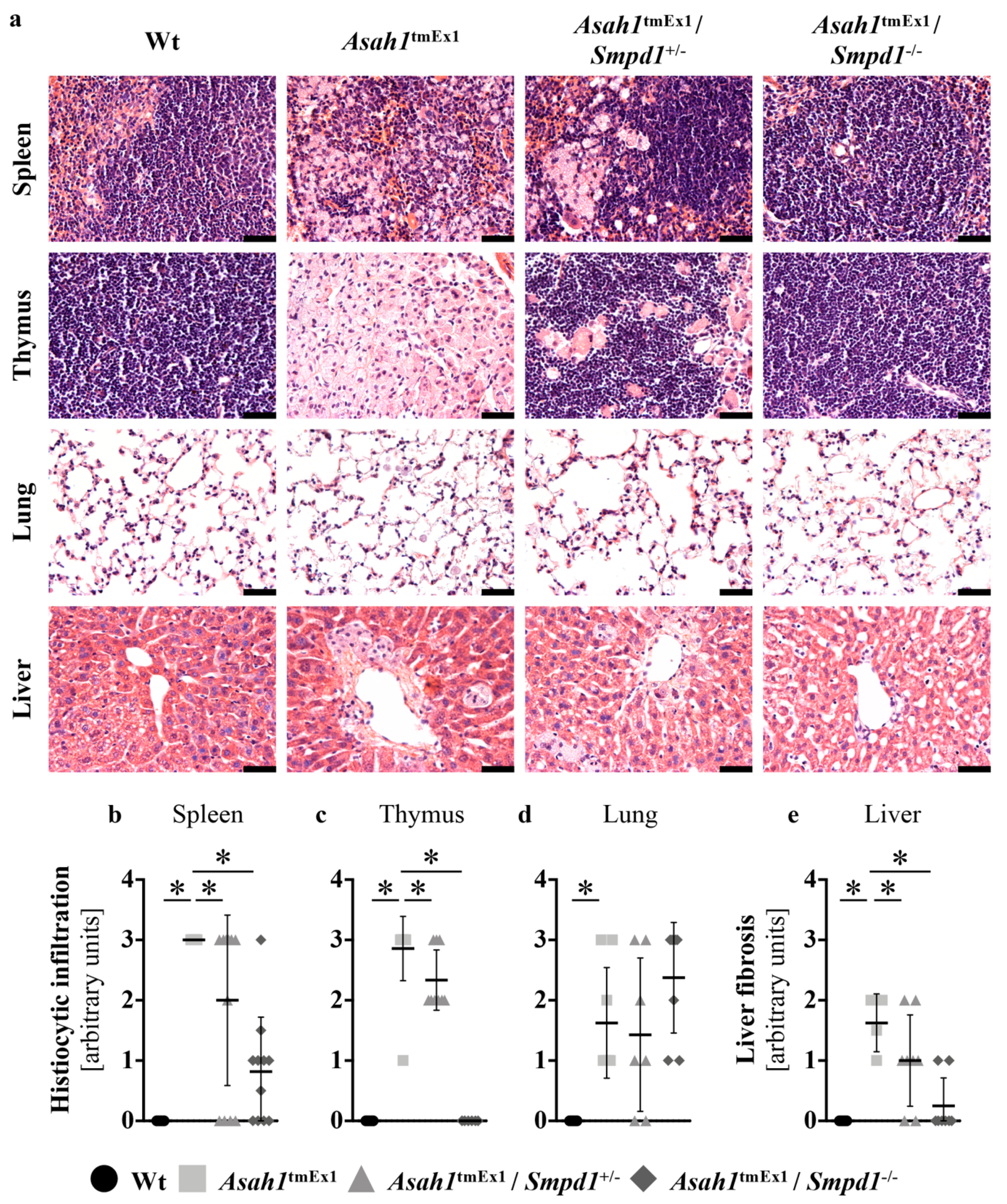 Ijms 20 06253 g003 Ijms 20 06253 g003