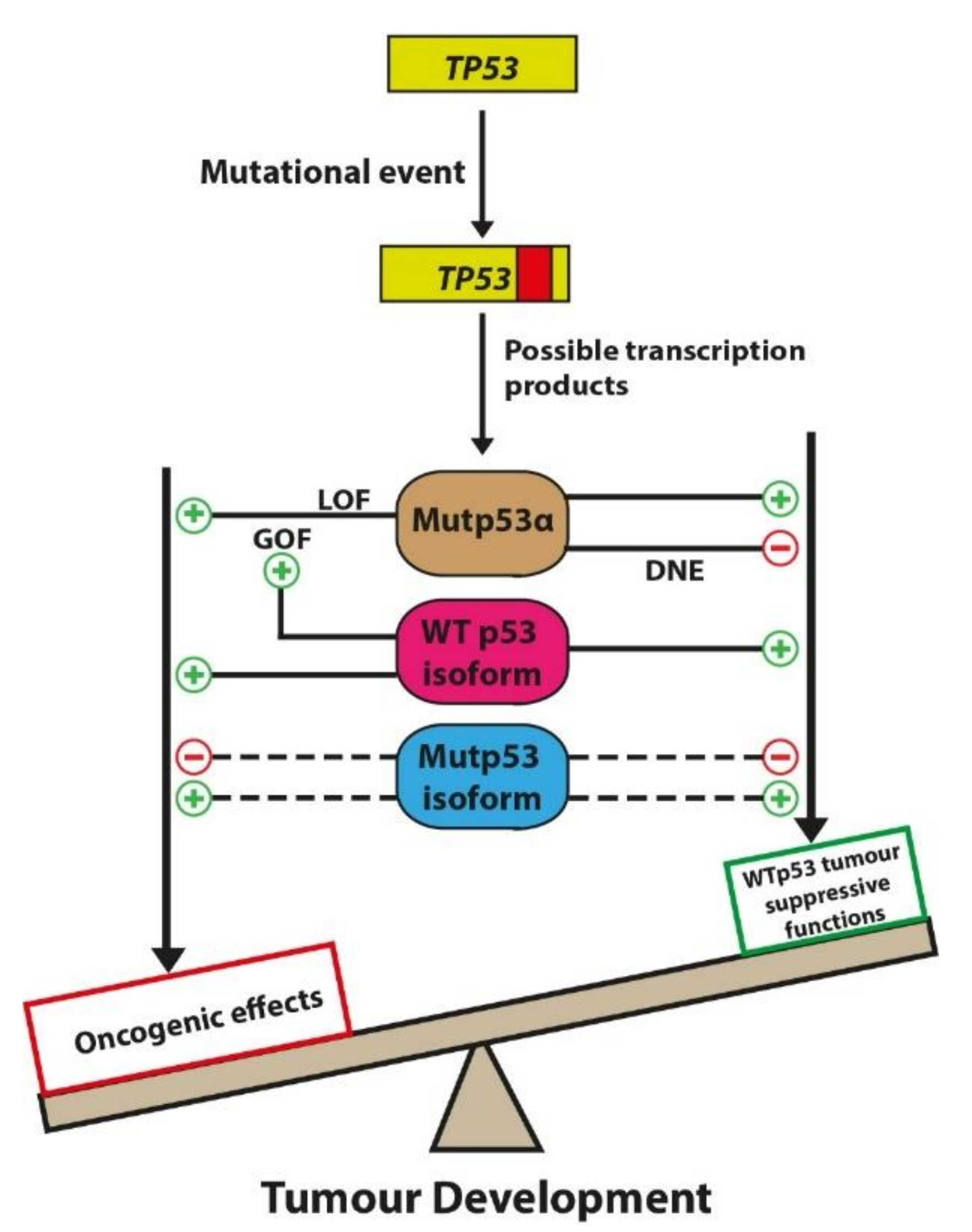 Ijms 20 06257 g003 Ijms 20 06257 g003
