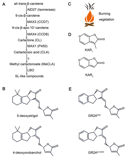 Comparing and Contrasting the Multiple Roles of Butenolide