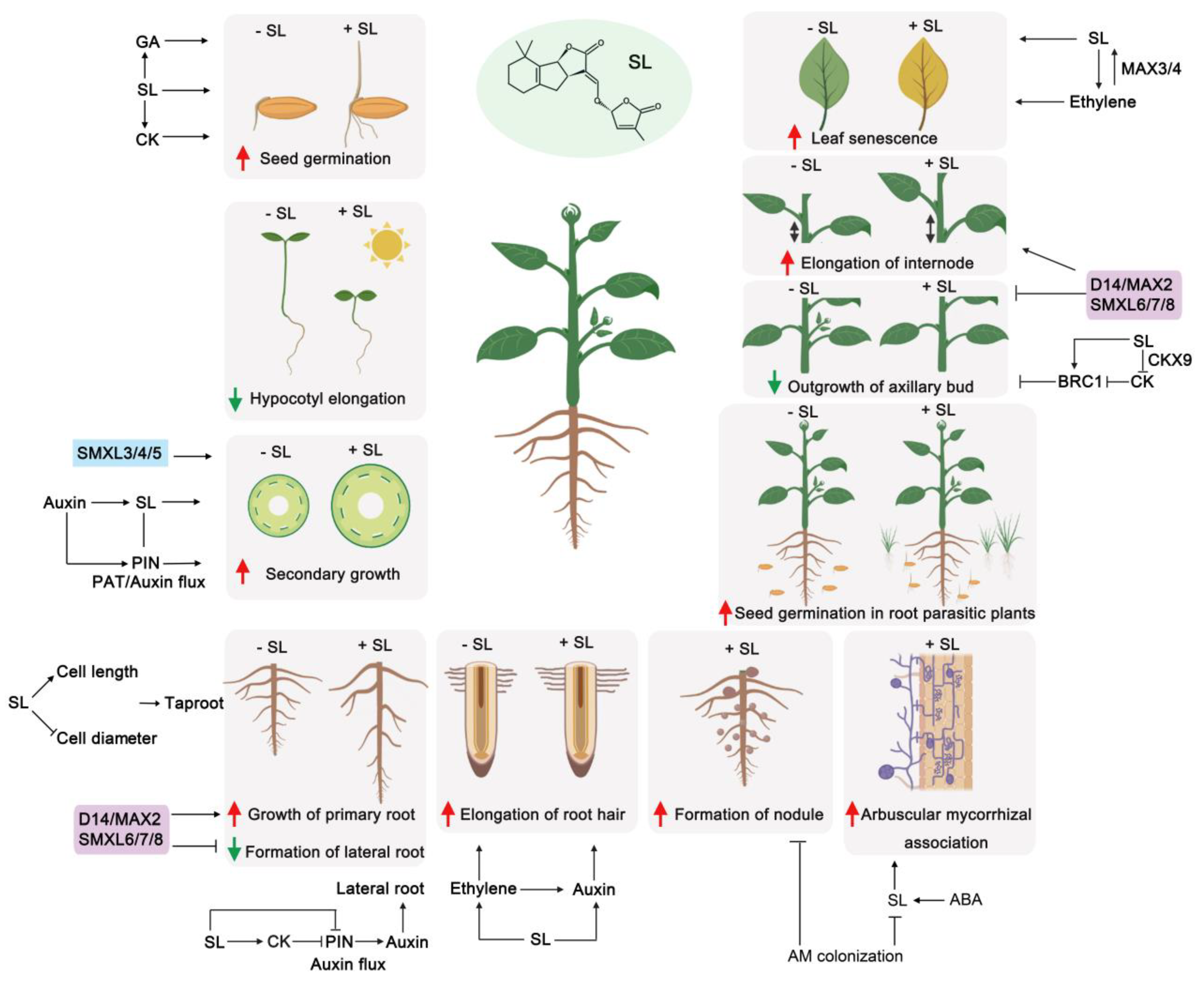 Comparing and Contrasting the Multiple Roles of Butenolide Plant Growth  Regulators: Strigolactones and Karrikins in Plant Development and  Adaptation to Abiotic Stresses