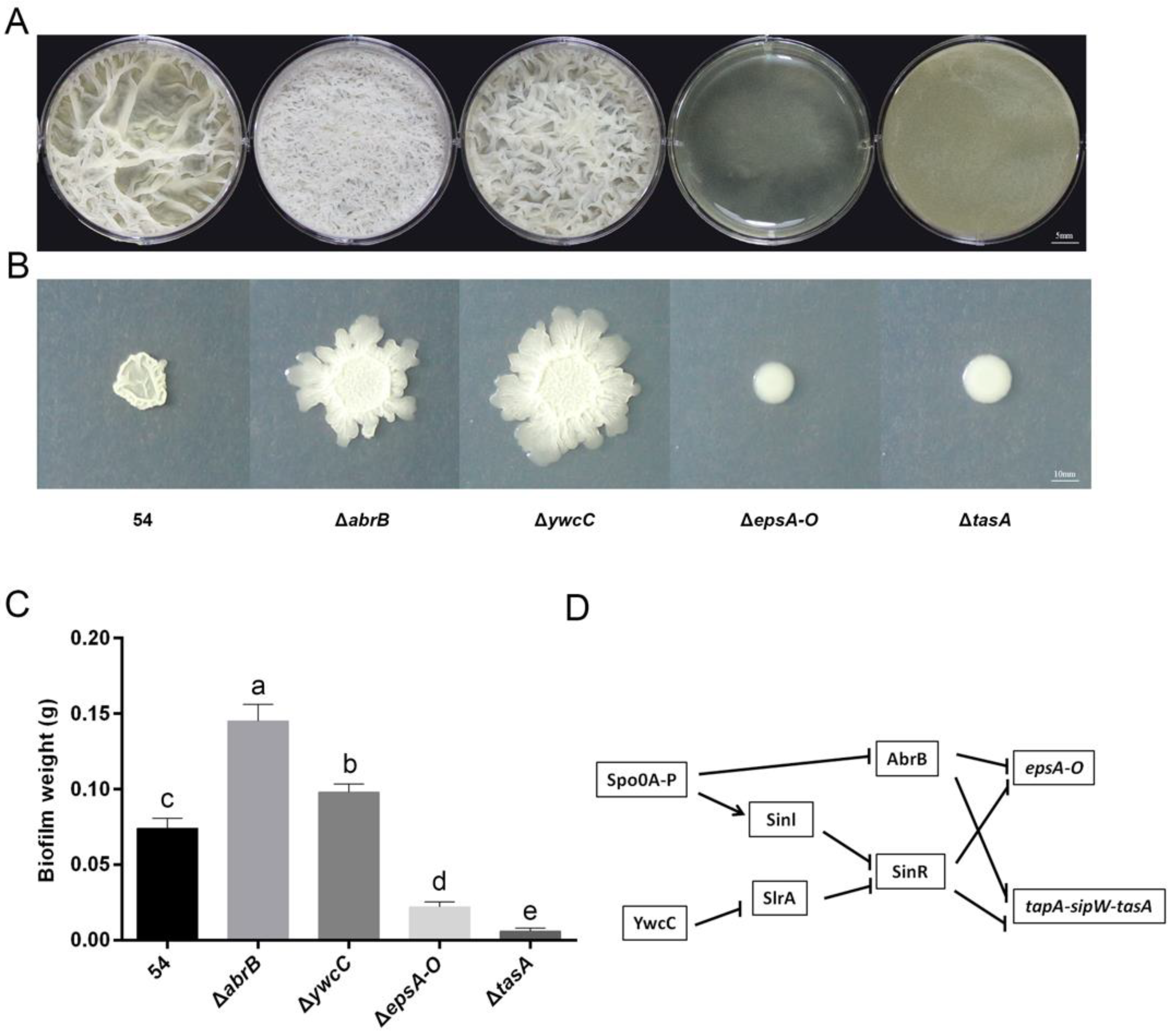 Ijms 20 06271 g001 Ijms 20 06271 g001