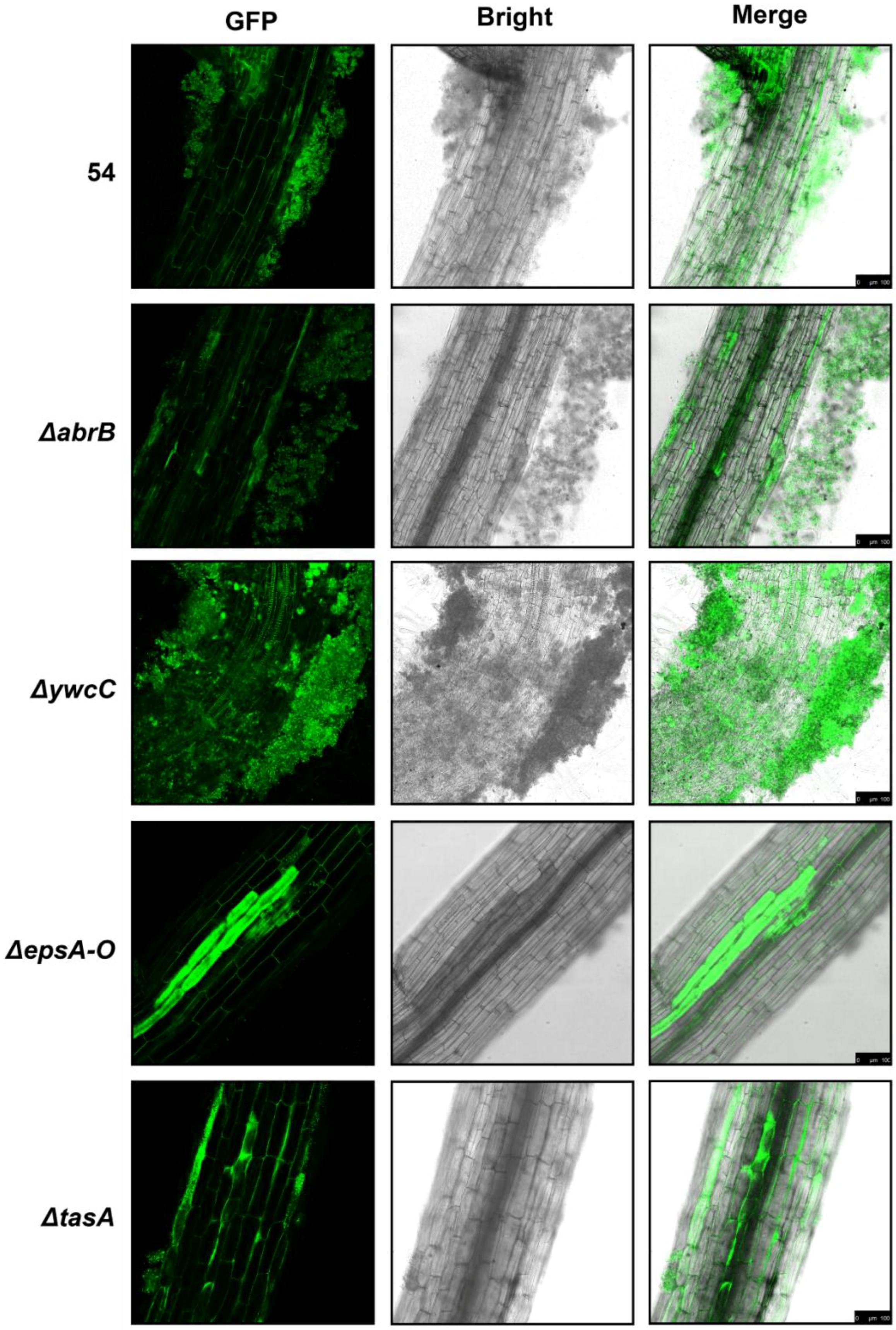 Ijms 20 06271 g002 Ijms 20 06271 g002