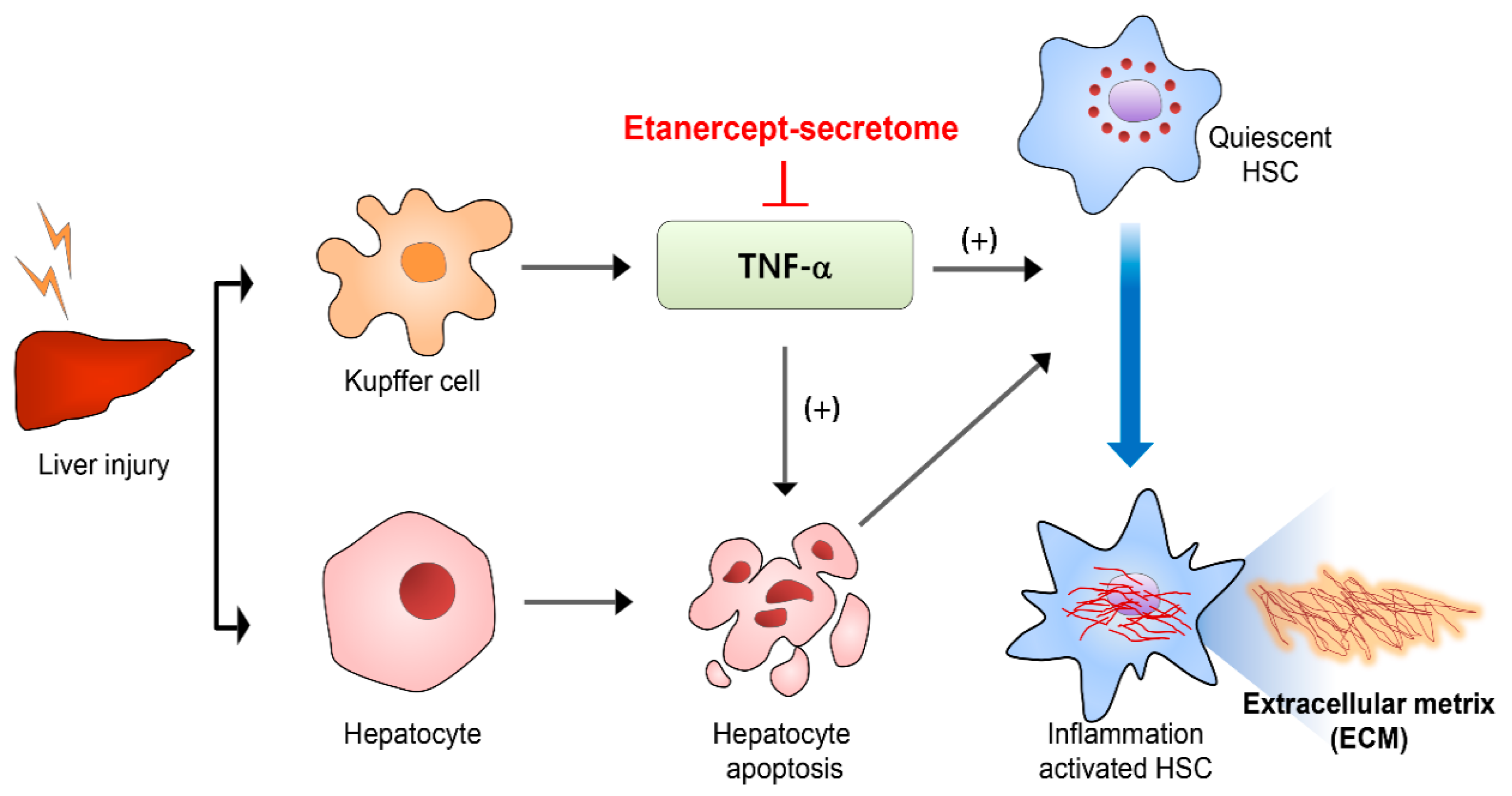 Ijms 20 06302 g006 Ijms 20 06302 g006