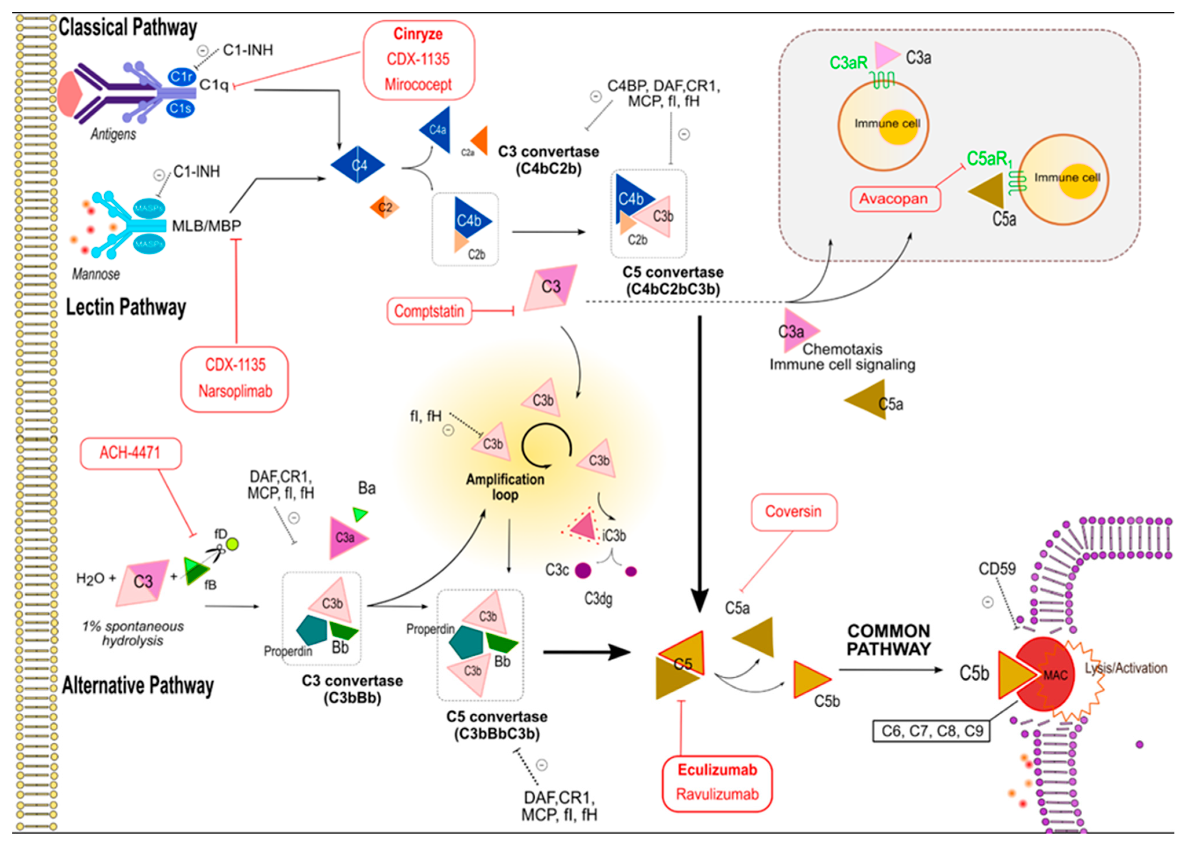 Комплемент c. C3 convertase. The role of c3 in complement activation. Таргет терапия на интерлейкины. The role of c5 in complement.