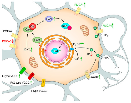 The Puzzling Role of Neuron-Specific PMCA Isoforms in the The Puzzling Role of Neuron-Specific PMCA Isoforms in the