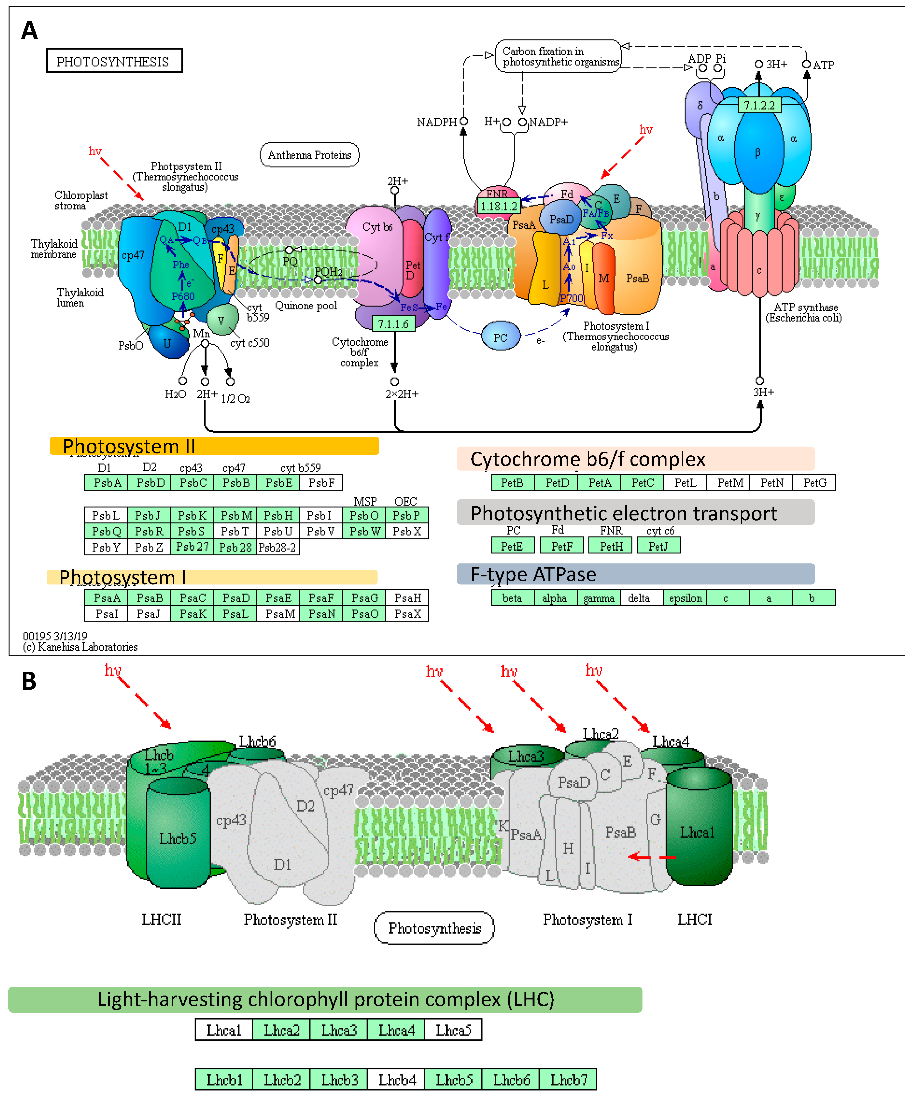 Ijms 20 06341 g005