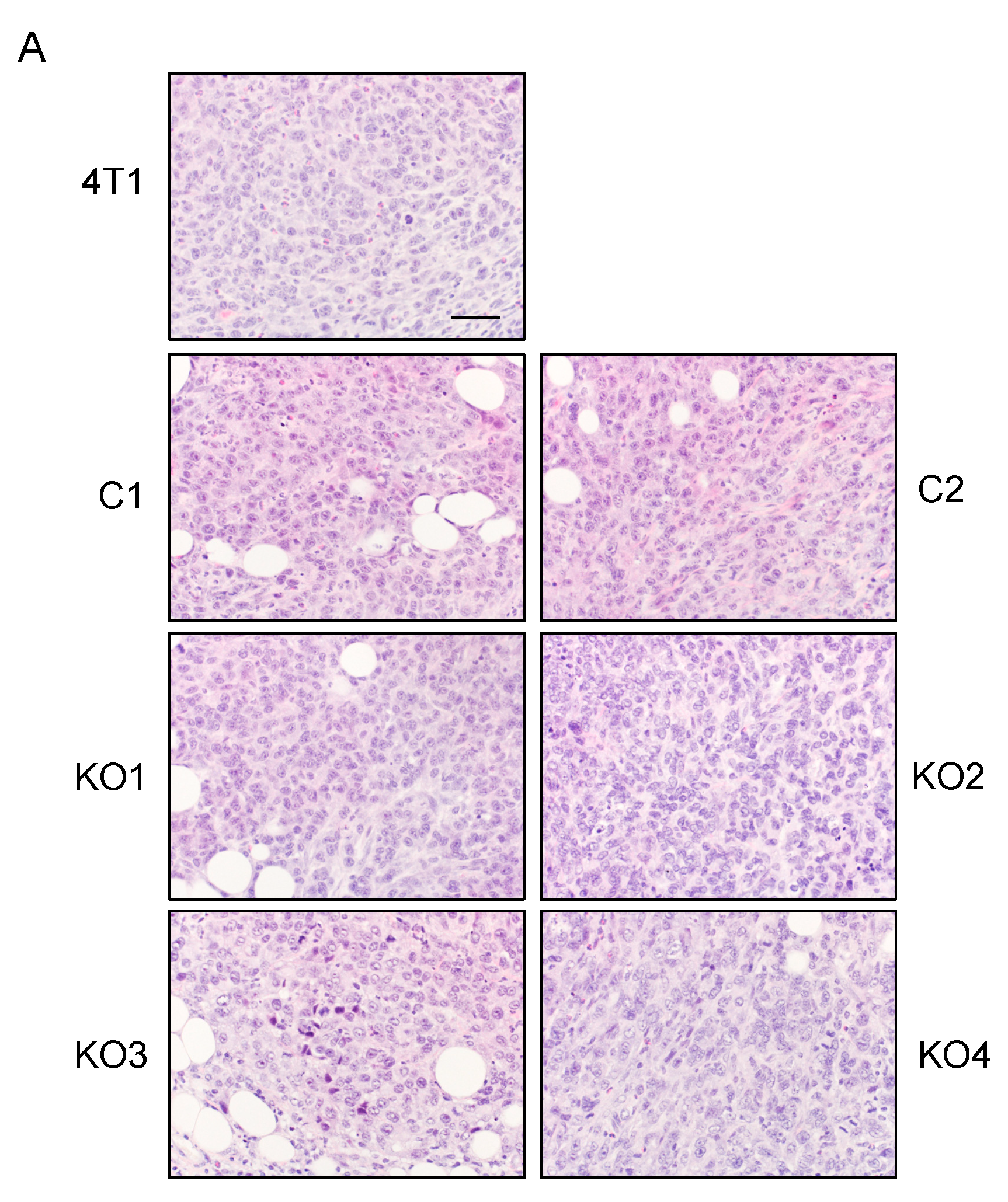 Ijms 20 06342 g006a