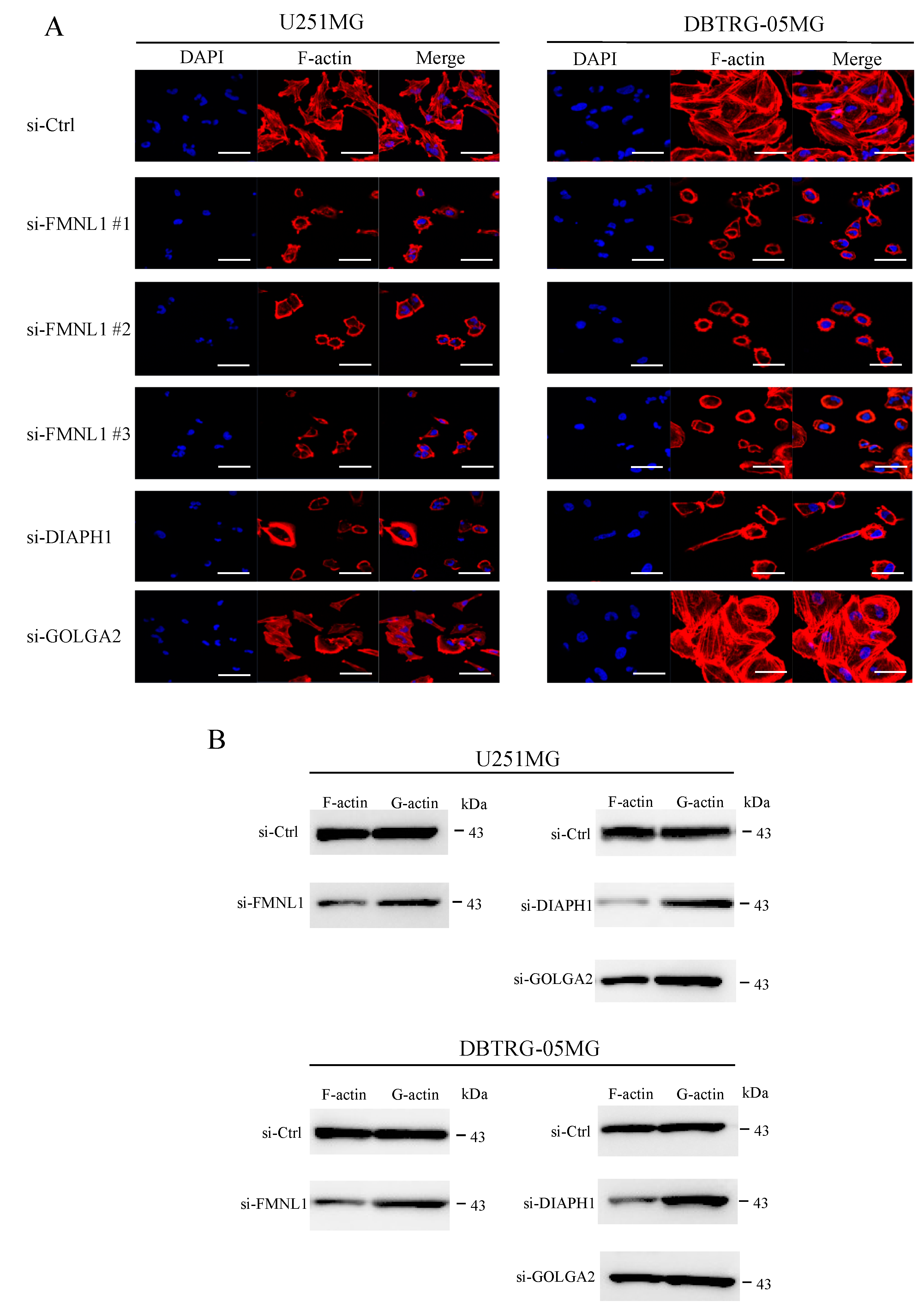 Ijms 20 06355 g005