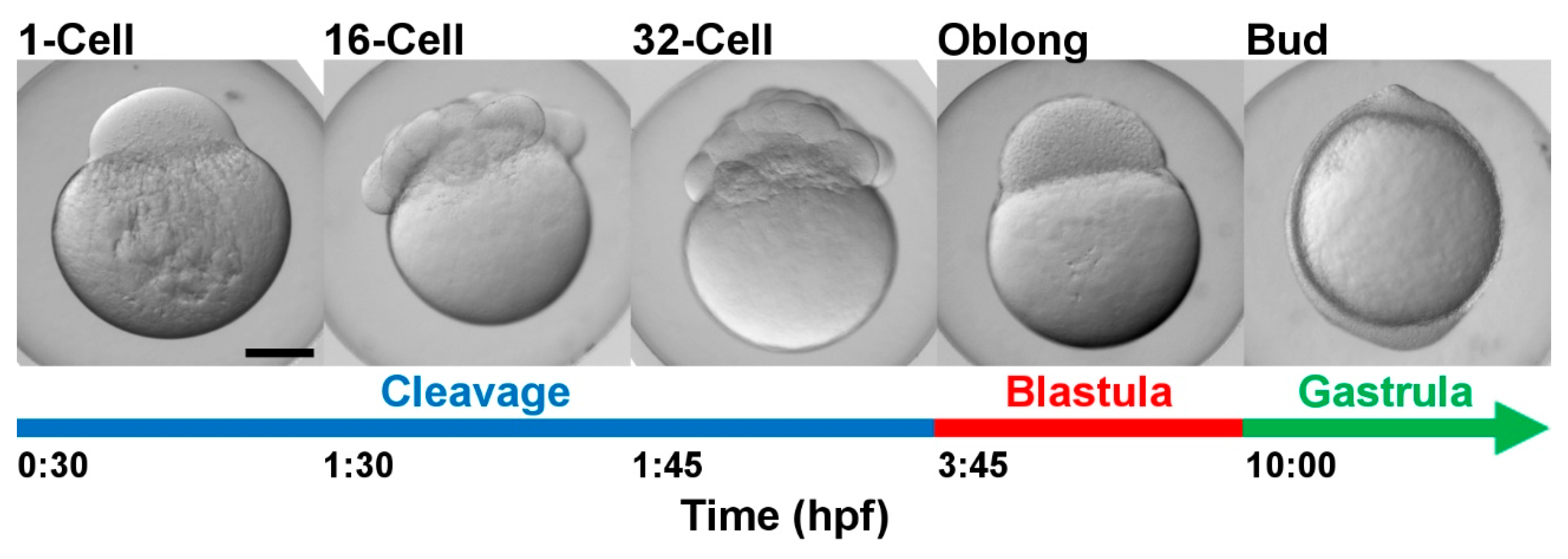 Zebrafish Embryo Stages