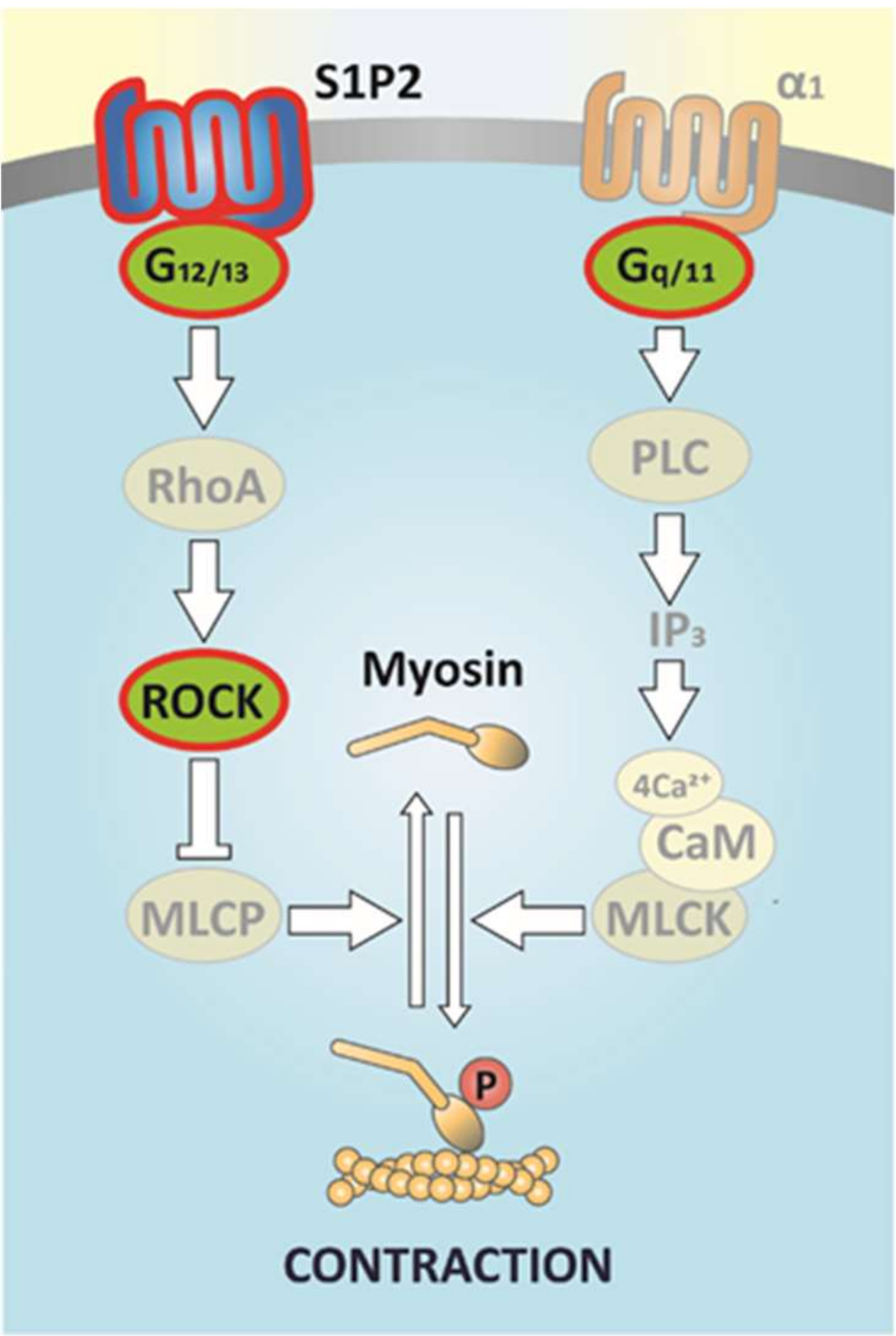 Ijms 20 06361 g008