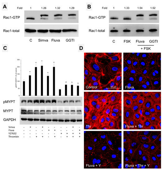 Inhibition of Protein Prenylation of GTPases Alters Endothelial Barrier ...