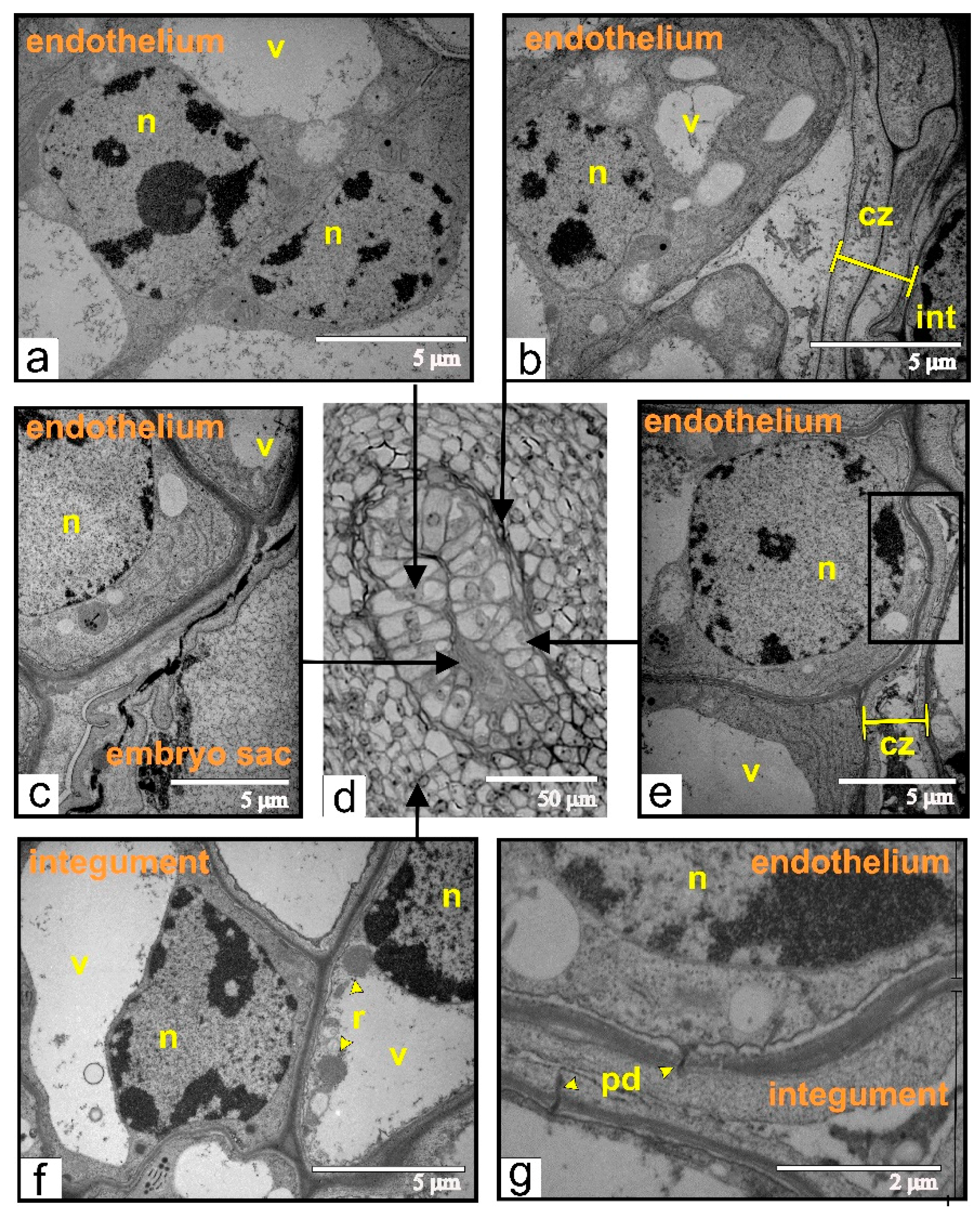 Ijms Free Full Text Distinct Differentiation Characteristics Of Endothelium Determine Its Ability To Form Pseudo Embryos In Tomato Ovules Html