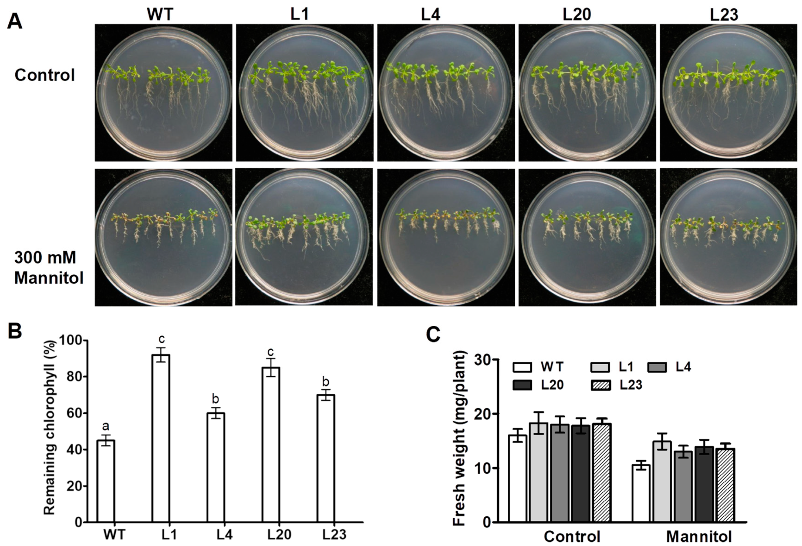 Ijms 21 00029 g003 Ijms 21 00029 g003
