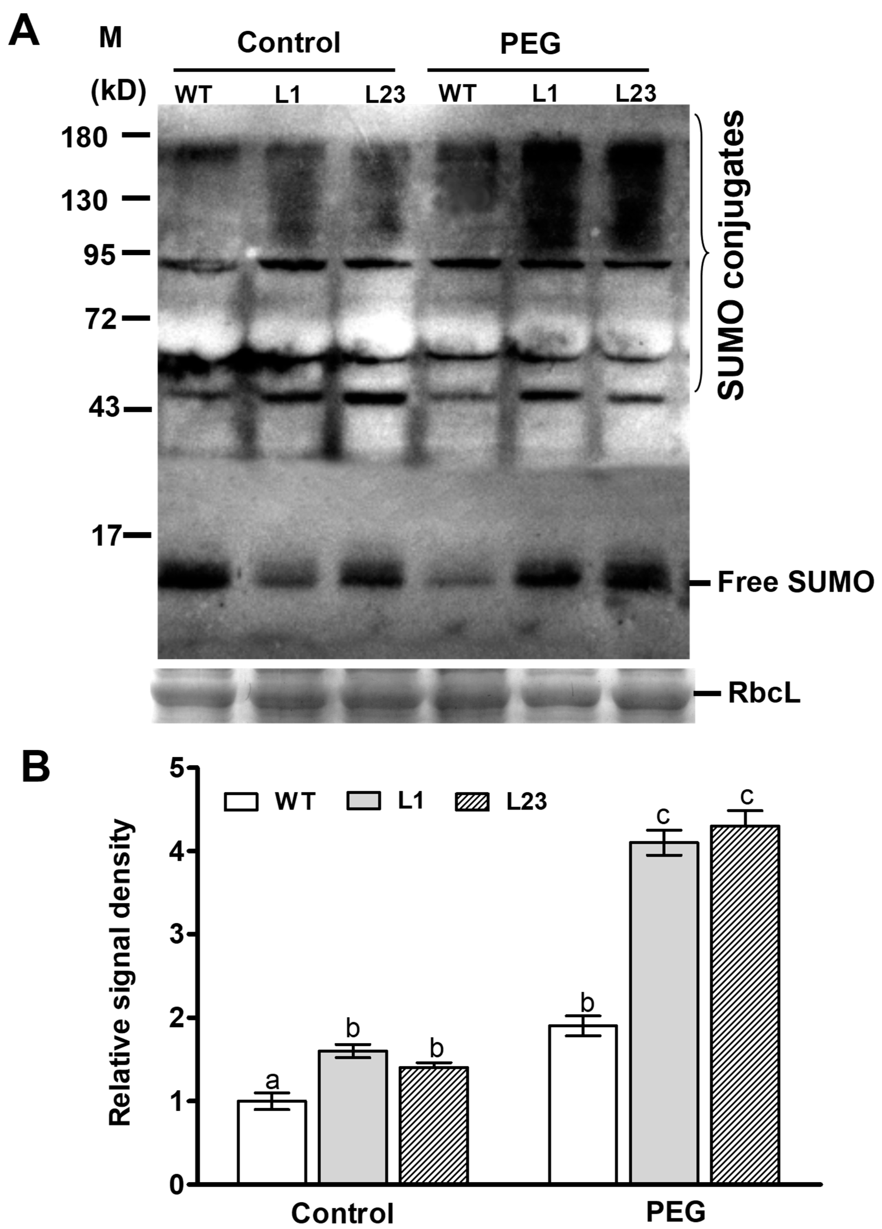 Ijms 21 00029 g006 Ijms 21 00029 g006