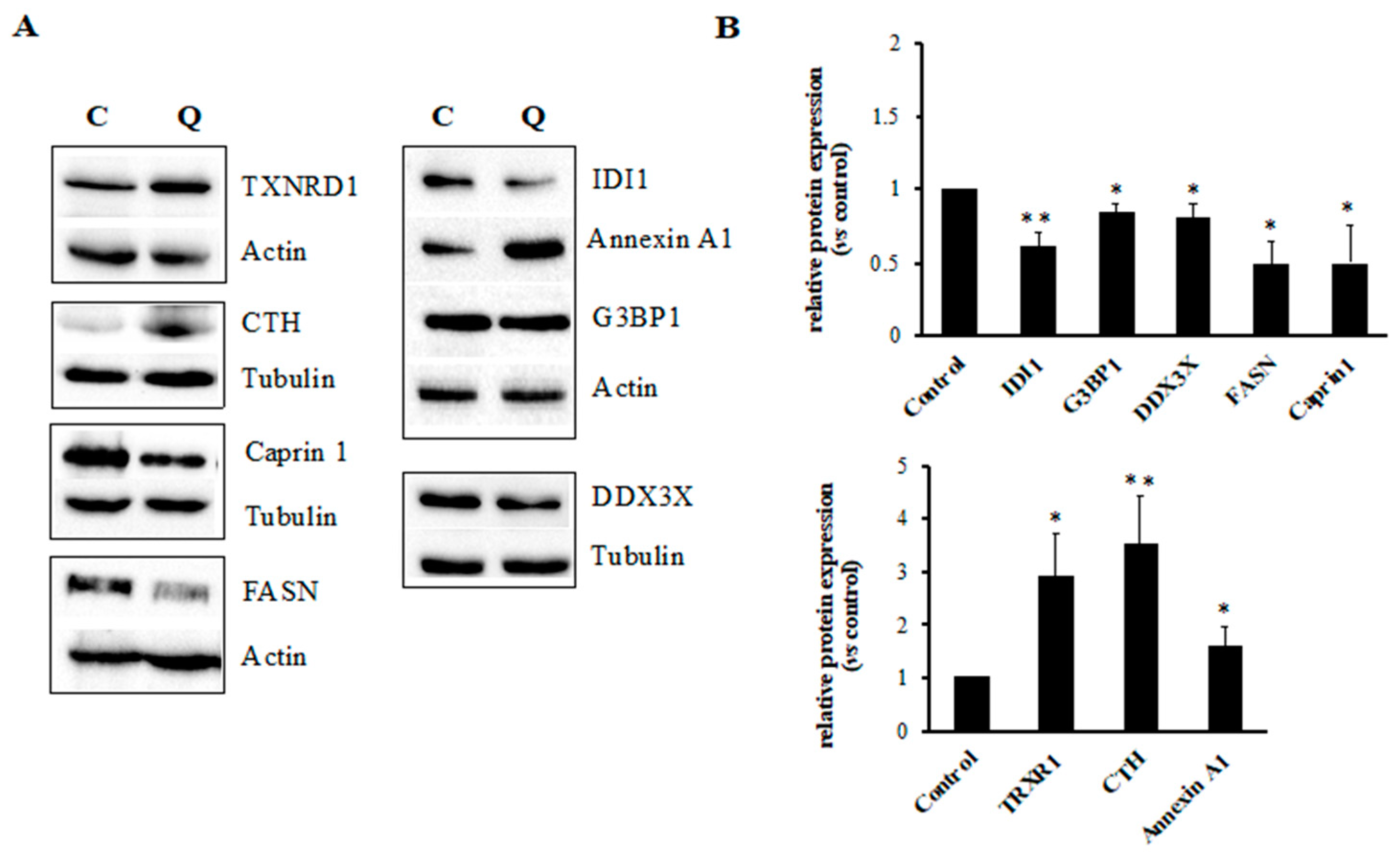 Ijms 21 00032 g005 Ijms 21 00032 g005