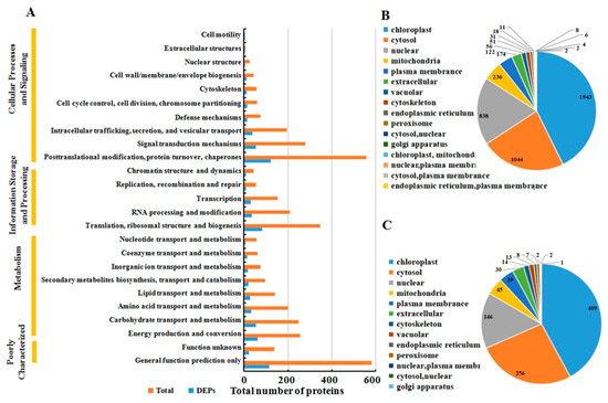 Proteomic Changes during MCMV Infection Revealed by iTRAQ