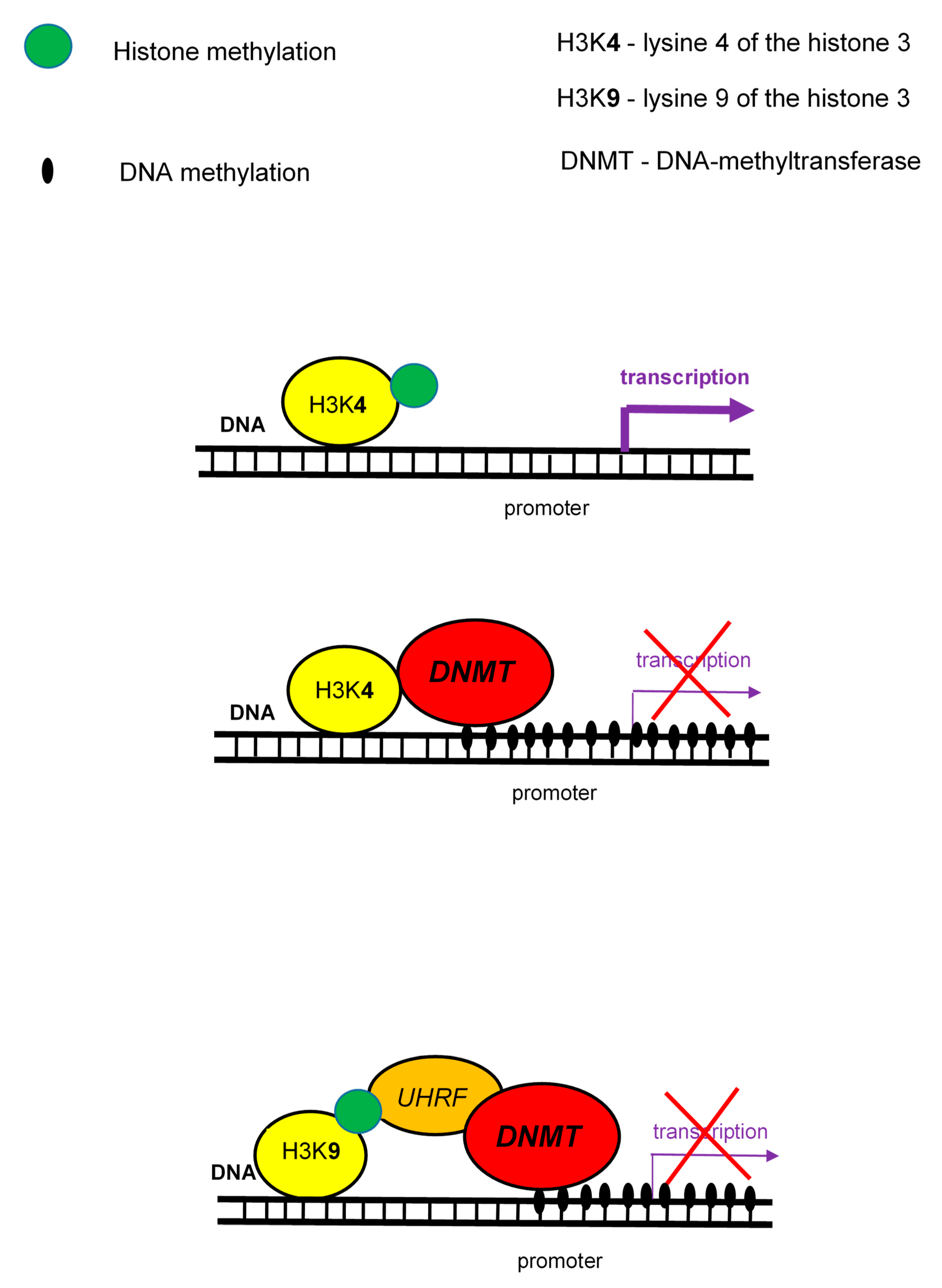 Ijms 21 00036 g003 Ijms 21 00036 g003