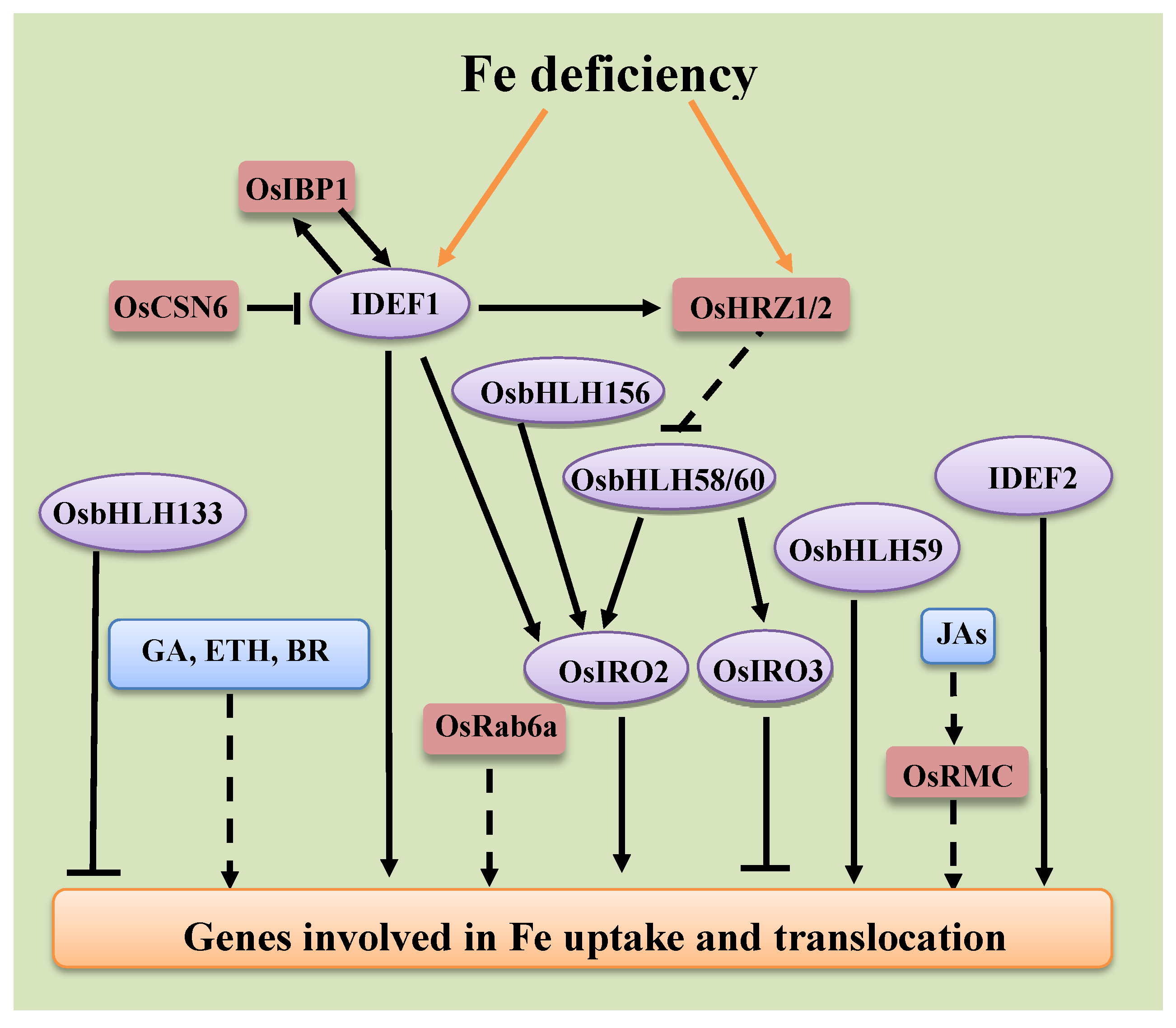 IJMS Free FullText The Molecular Mechanisms Underlying Iron