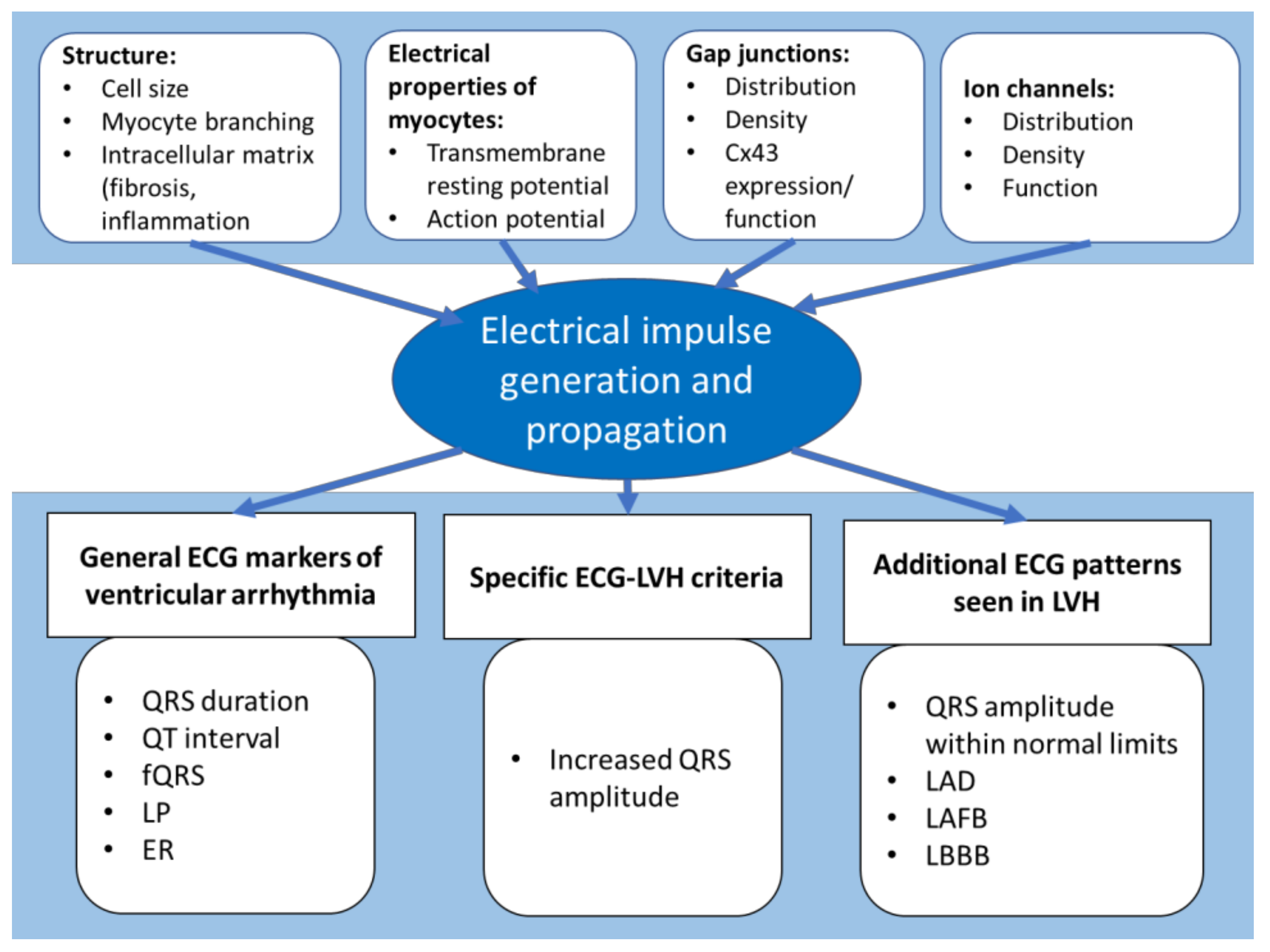 what happens if left ventricular hypertrophy is left untreated