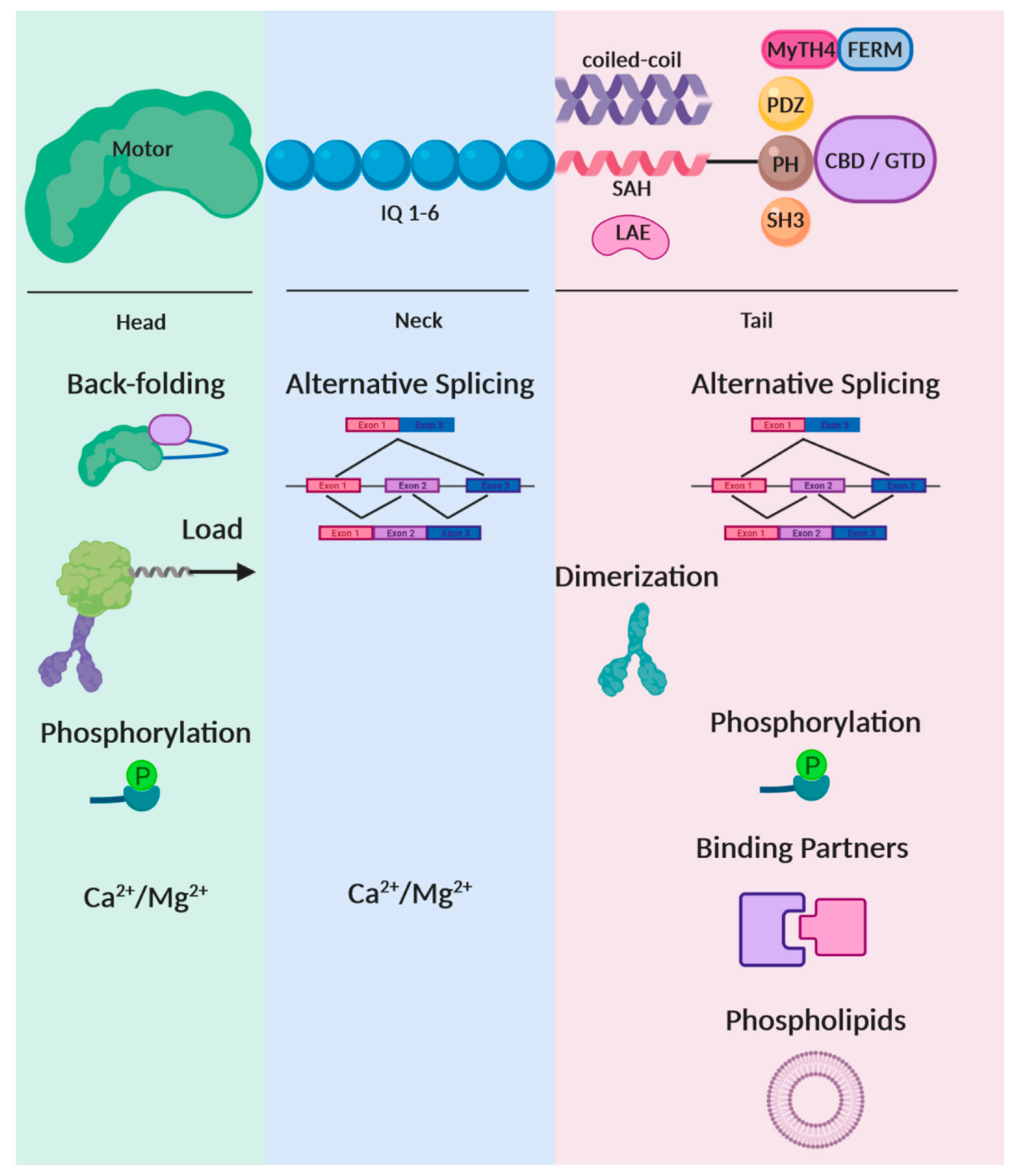 Ijms 21 00067 g002 550