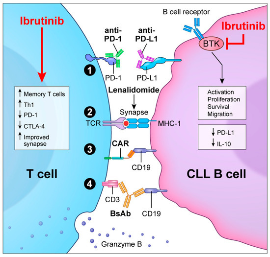t Harnessing the Effects of BTKi on T Cells for Effective