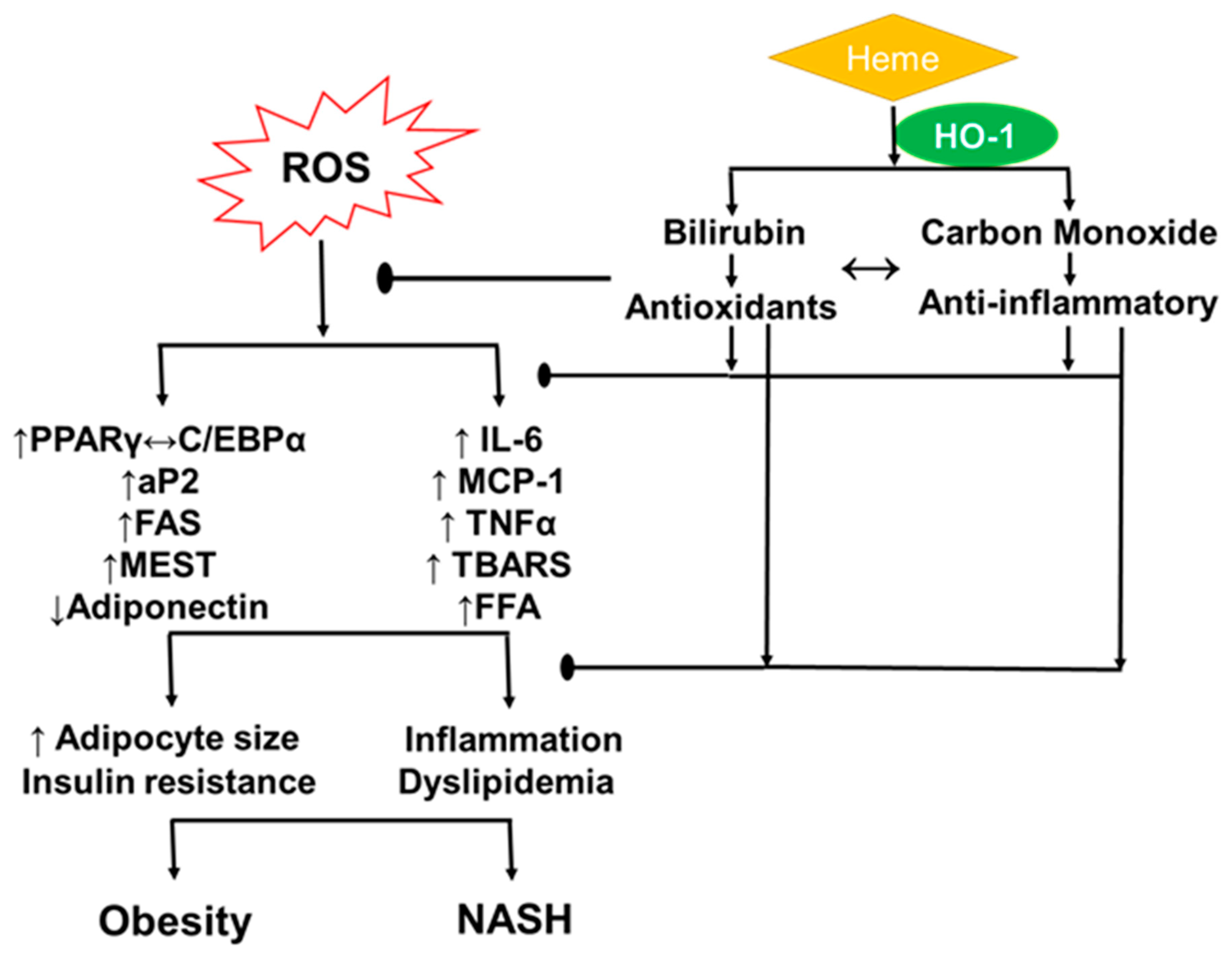 Ijms 21 00087 g002 Ijms 21 00087 g002