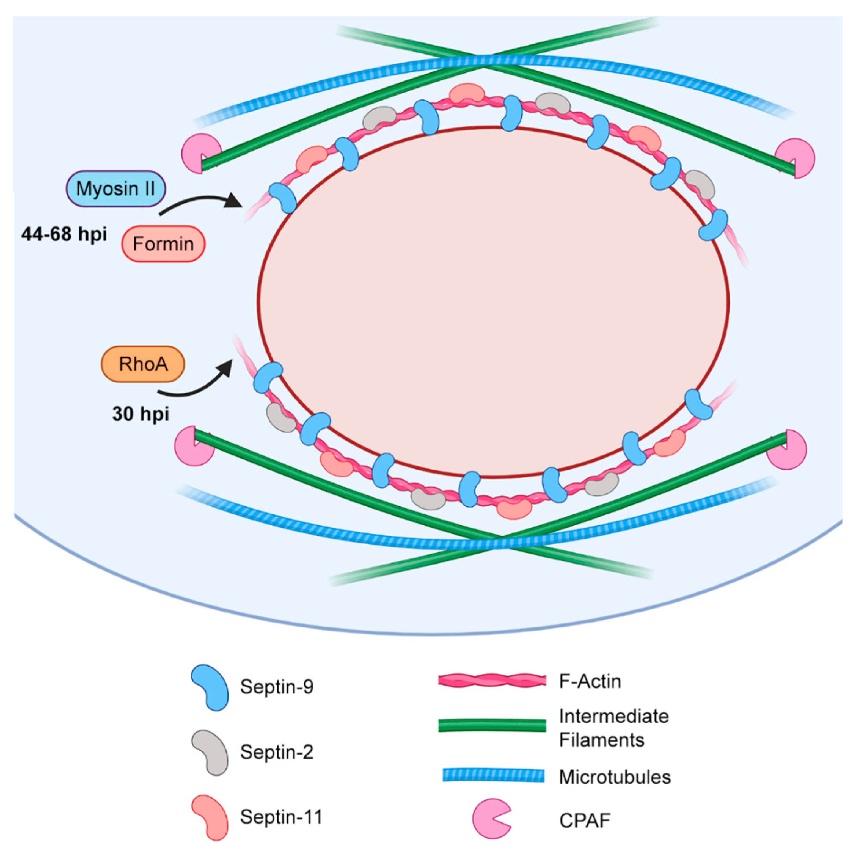 Ijms 21 00090 g004 Ijms 21 00090 g004