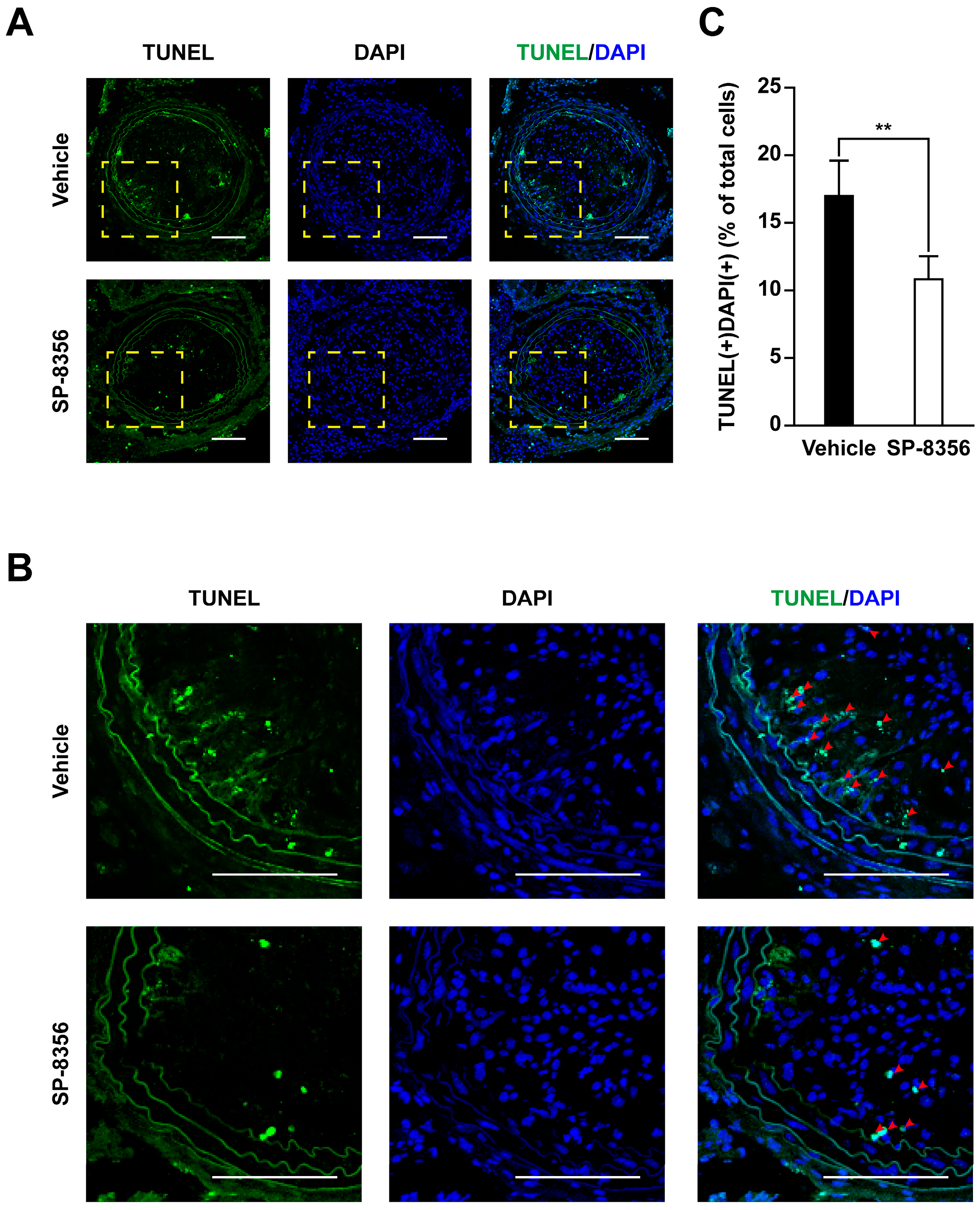 Ijms 21 00095 g004 Ijms 21 00095 g004