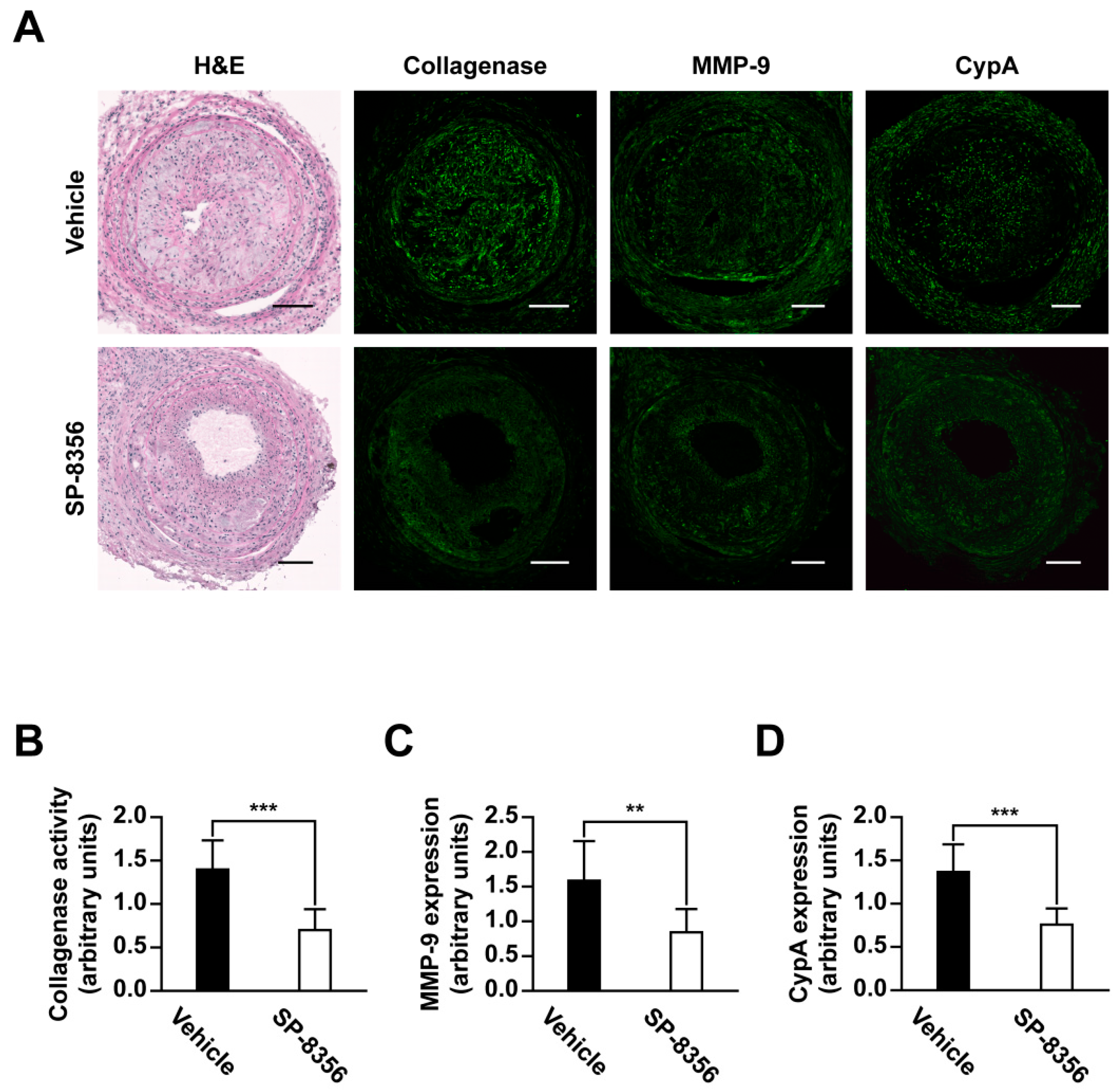 Ijms 21 00095 g005 Ijms 21 00095 g005