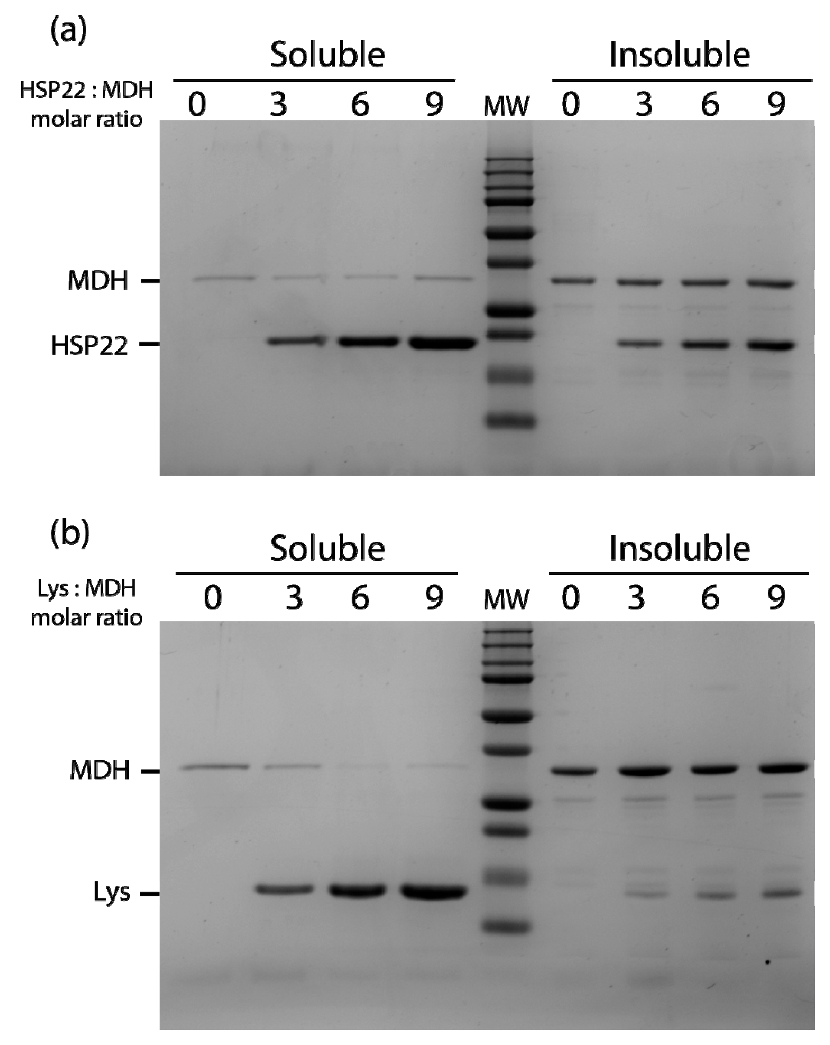 Ijms 21 00097 g007 Ijms 21 00097 g007