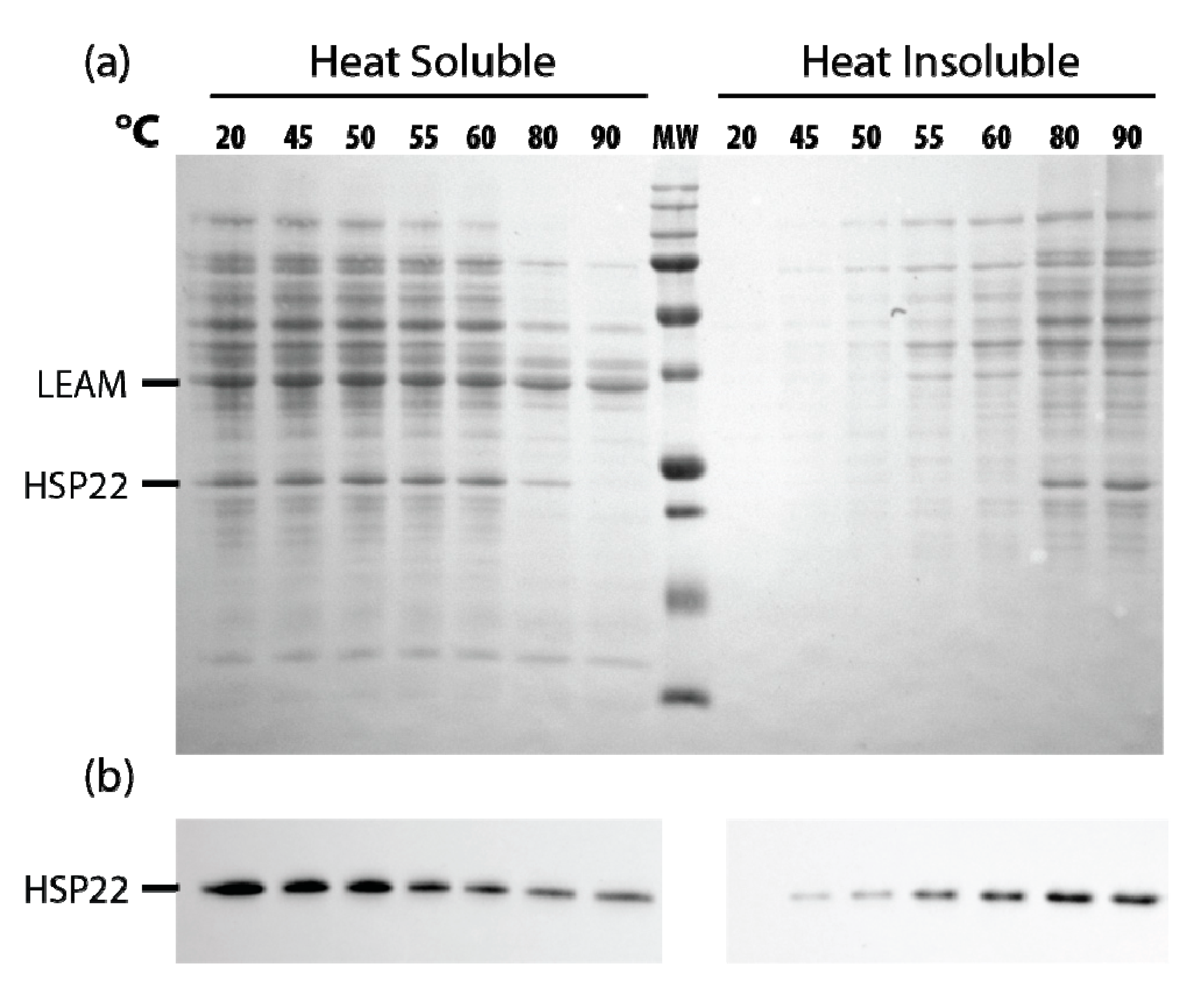 Ijms 21 00097 g010 Ijms 21 00097 g010