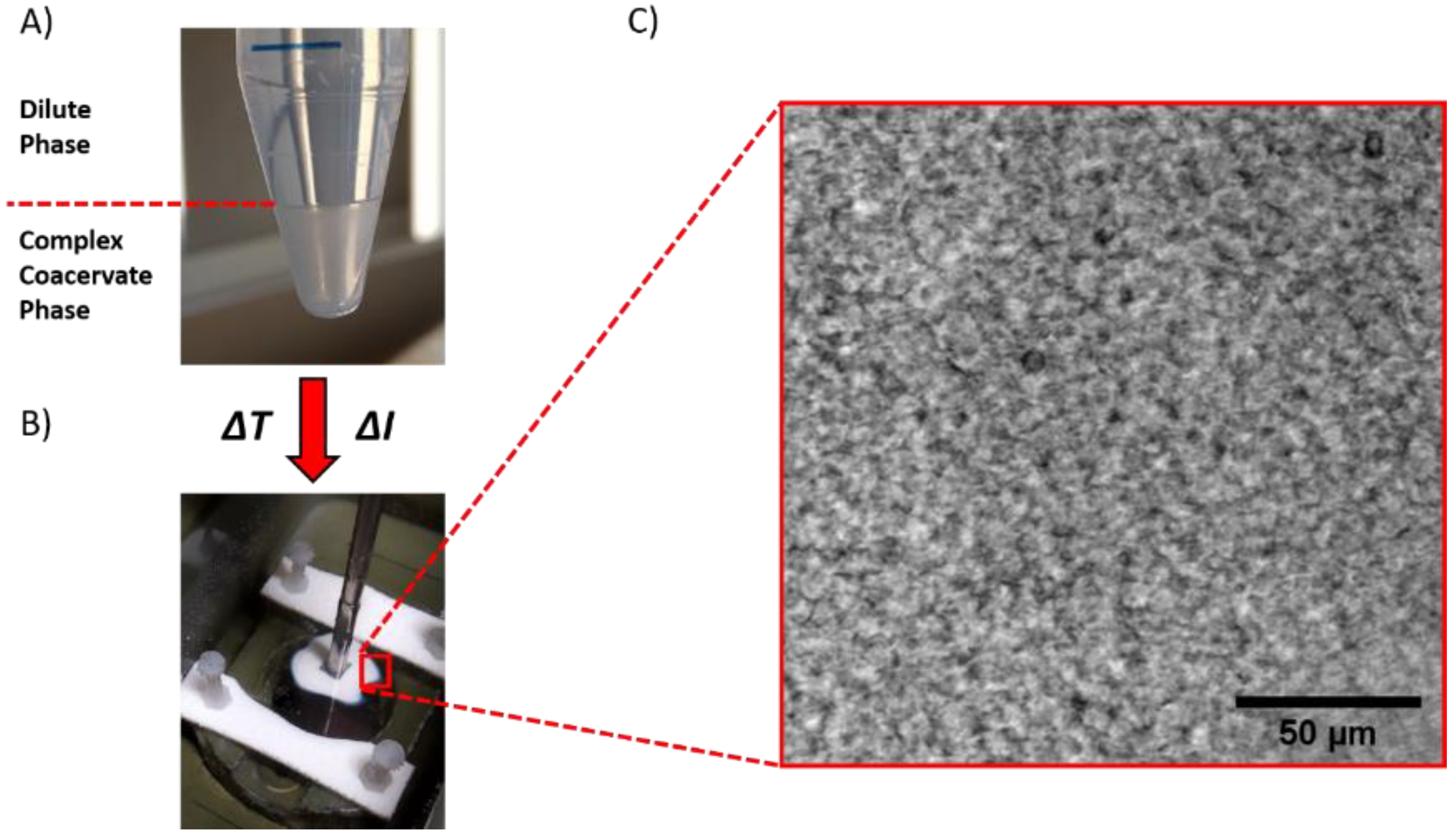 Ijms 21 00100 g004 Ijms 21 00100 g004