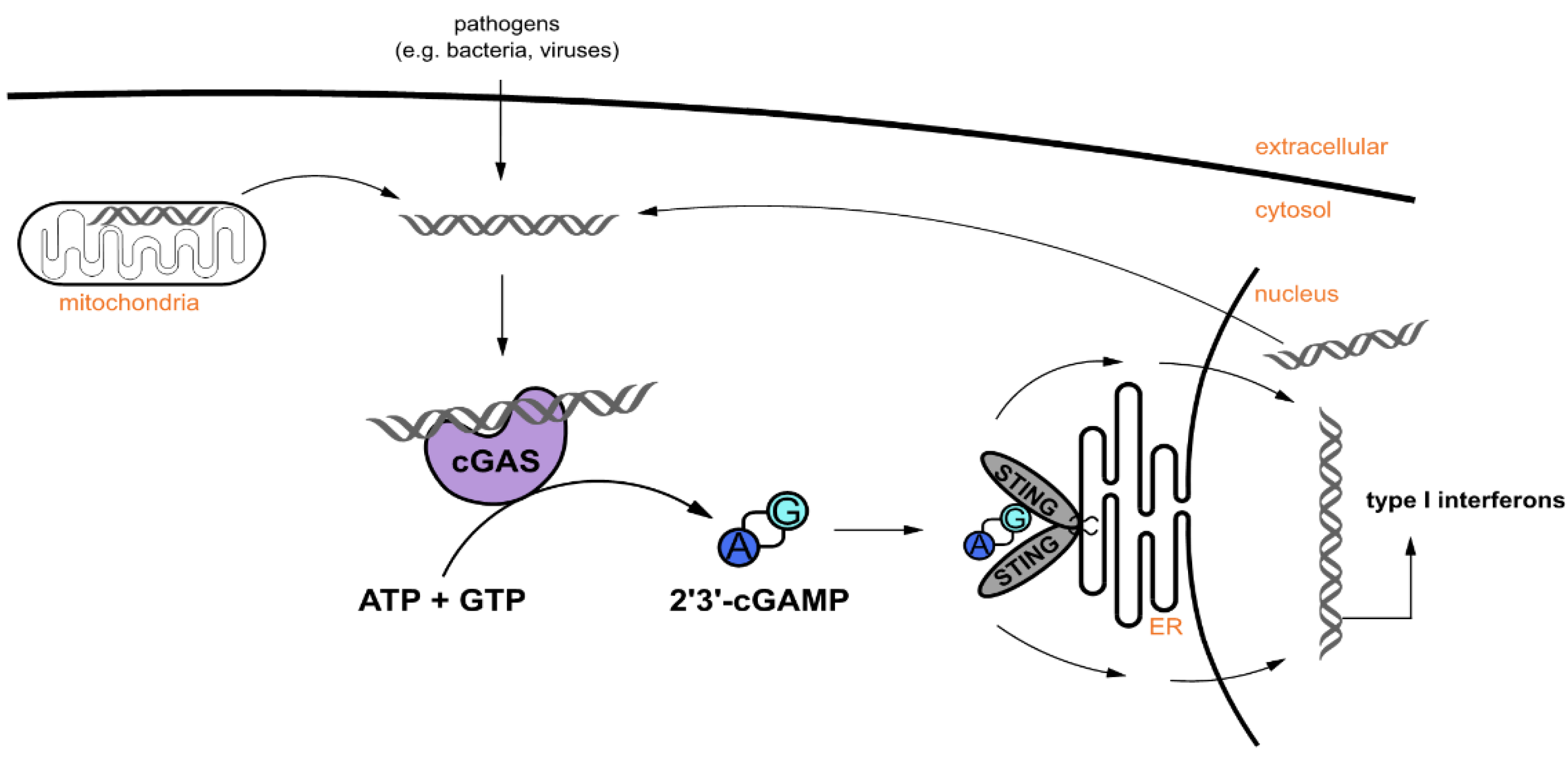 Ijms 21 00105 g001 Ijms 21 00105 g001