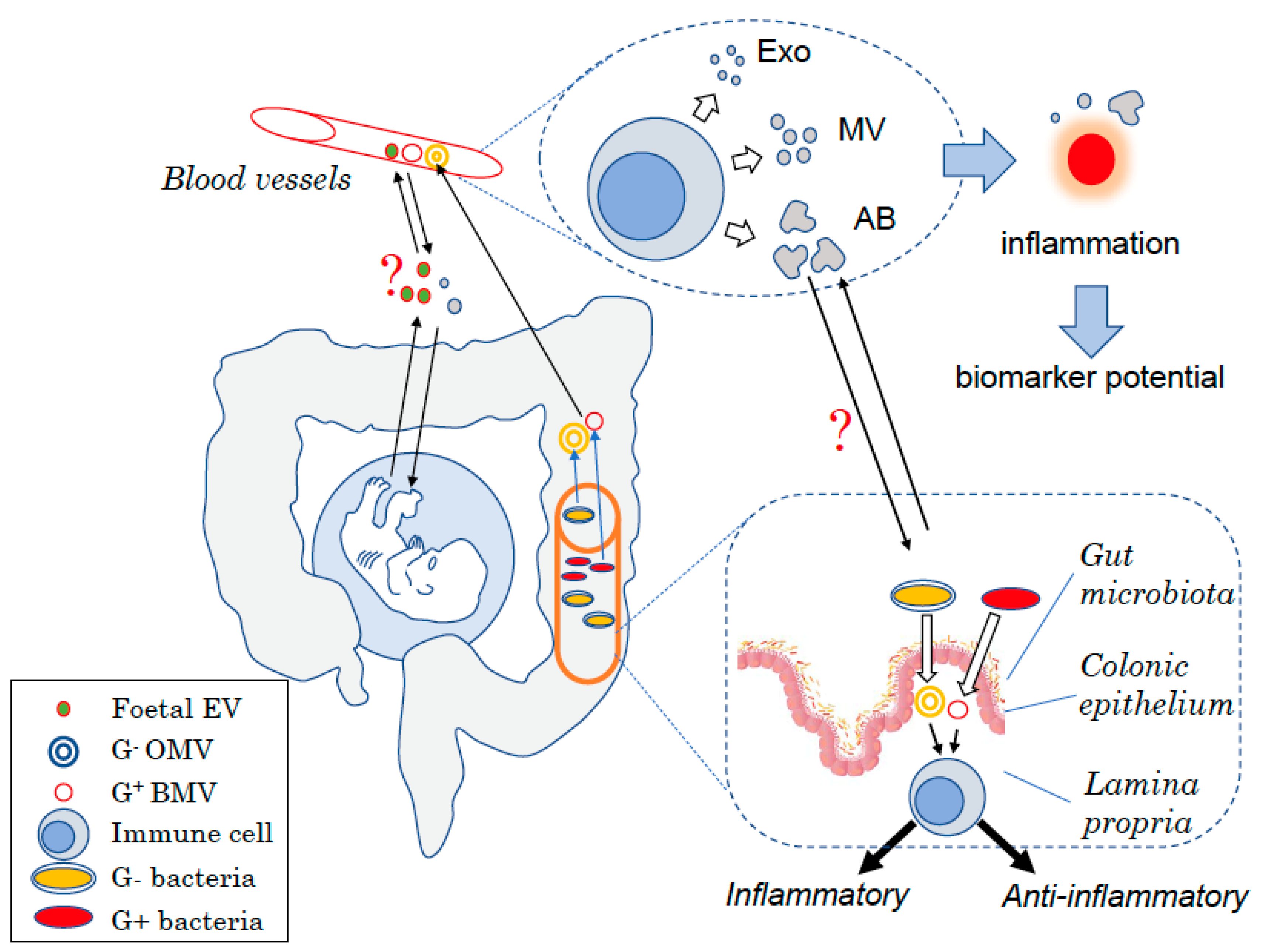 Ijms Free Full Text Host And Microbiota Derived Extracellular Vesicles Immune Function And Disease Development Html