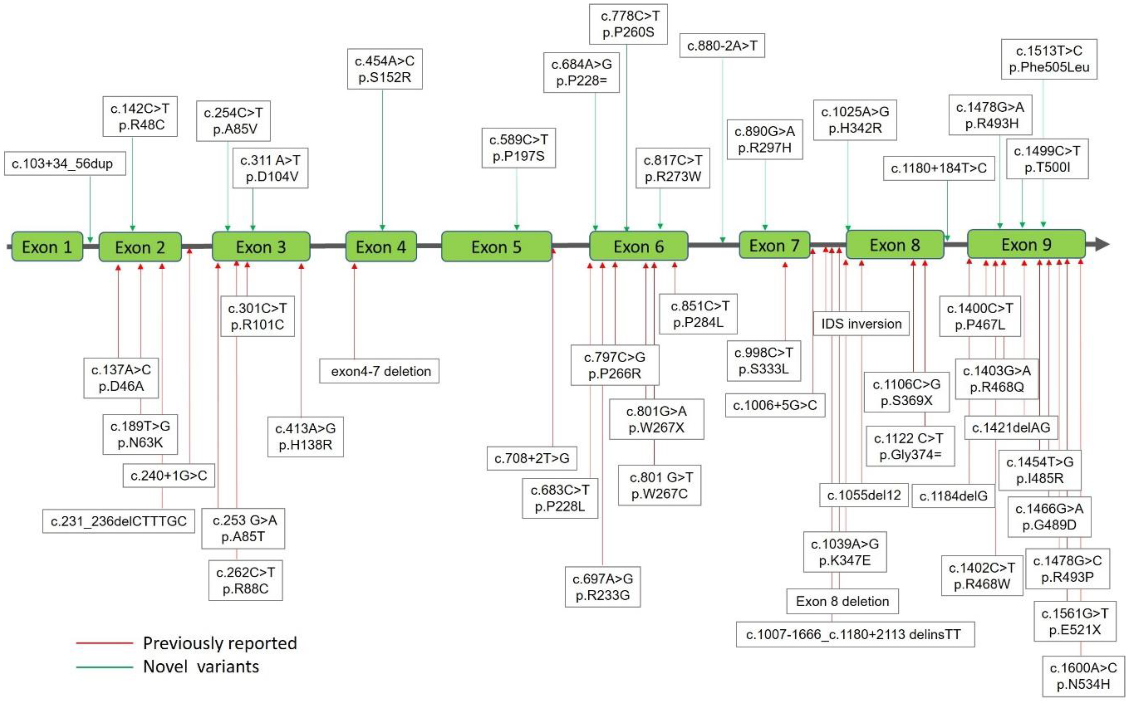 Ijms Free Full Text Identification And Functional Characterization Of Ids Gene Mutations Underlying Taiwanese Hunter Syndrome Mucopolysaccharidosis Type Ii Html Ijms Free Full Text Identification And Functional Characterization Of Ids Gene Mutations Underlying Taiwanese Hunter Syndrome Mucopolysaccharidosis Type Ii Html