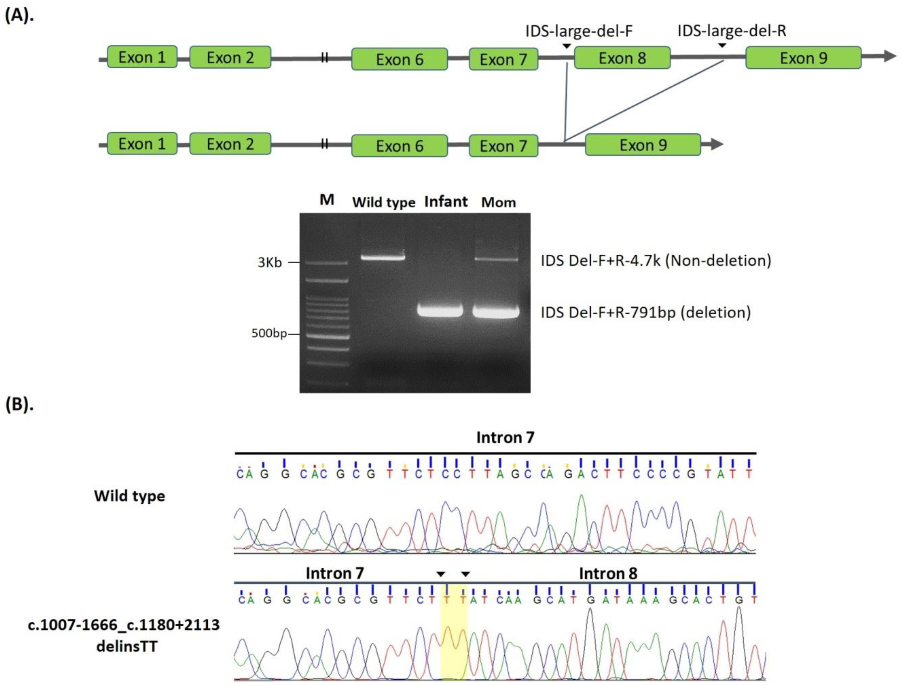 Ijms Free Full Text Identification And Functional Characterization Of Ids Gene Mutations Underlying Taiwanese Hunter Syndrome Mucopolysaccharidosis Type Ii Html Ijms Free Full Text Identification And Functional Characterization Of Ids Gene Mutations Underlying Taiwanese Hunter Syndrome Mucopolysaccharidosis Type Ii Html