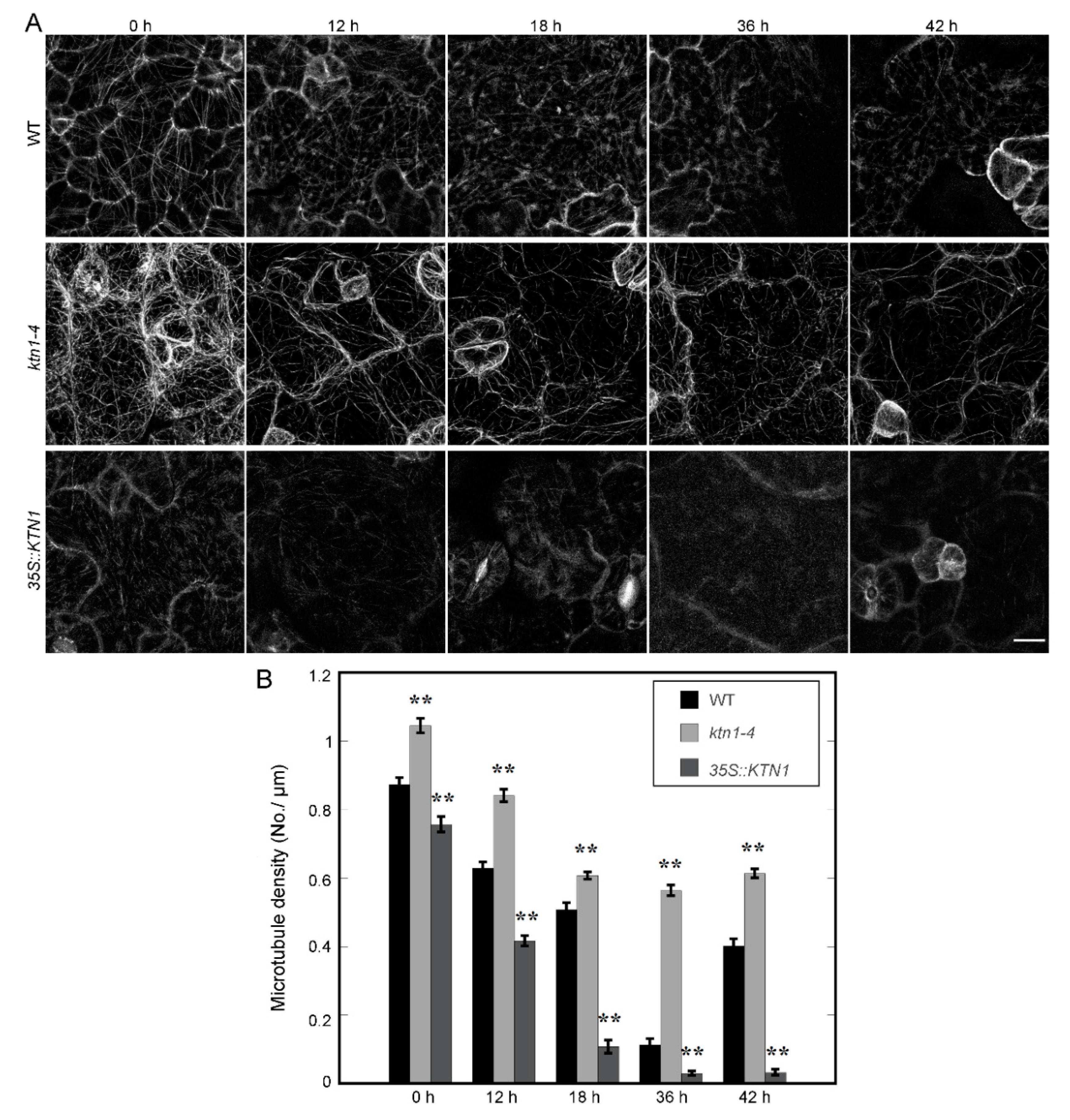 Ijms 21 00138 g003 Ijms 21 00138 g003