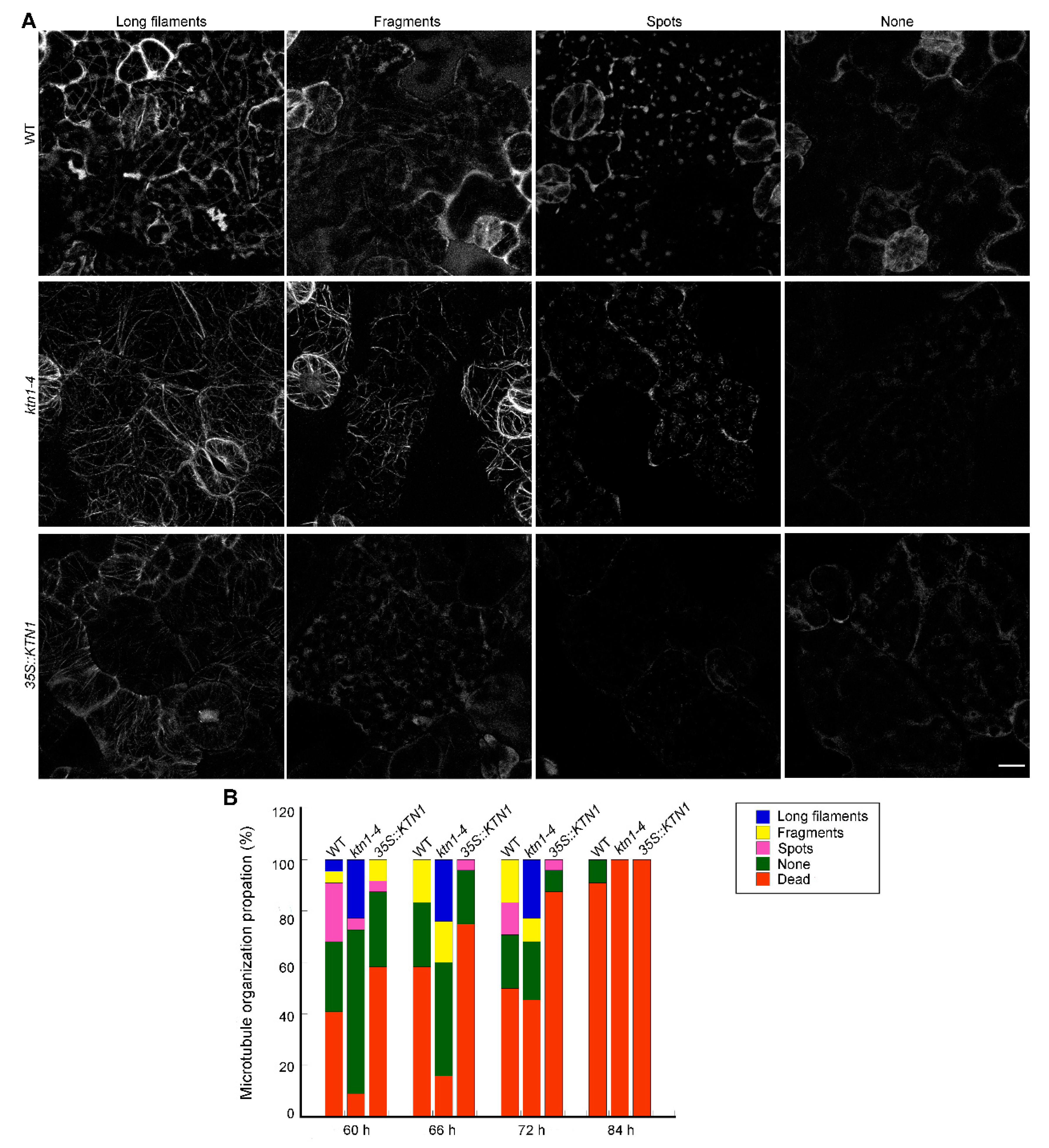 Ijms 21 00138 g004 Ijms 21 00138 g004